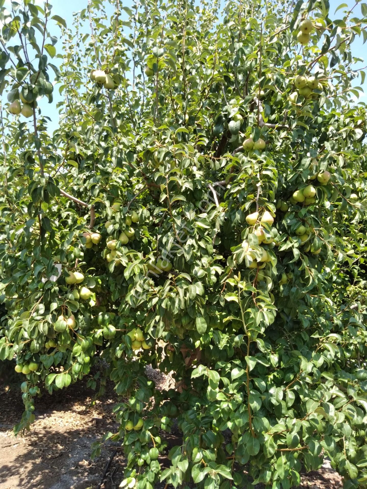 Nw Gayrimenkul Yenice'de 45 Dönüm Bol Verimli Kazanç Sağlayan Satılık Meyve Bahçesi - Görsel 19