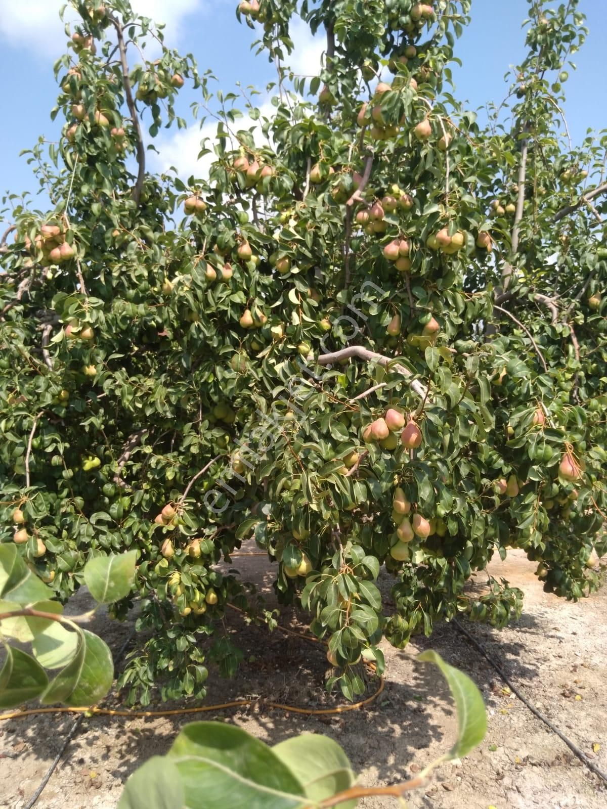 Nw Gayrimenkul Yenice'de 45 Dönüm Bol Verimli Kazanç Sağlayan Satılık Meyve Bahçesi - Görsel 21