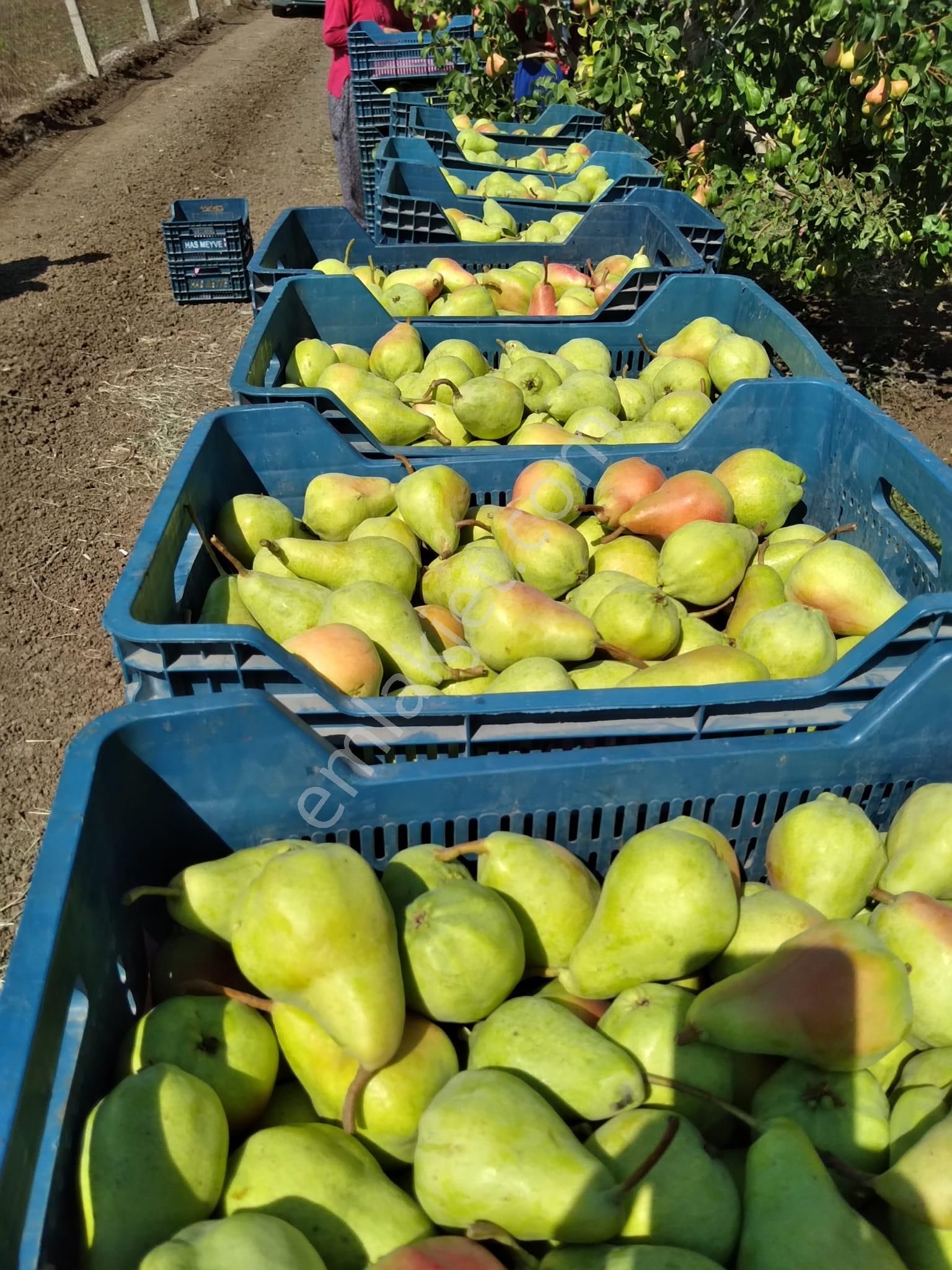 Nw Gayrimenkul Yenice'de 45 Dönüm Bol Verimli Kazanç Sağlayan Satılık Meyve Bahçesi - Görsel 12