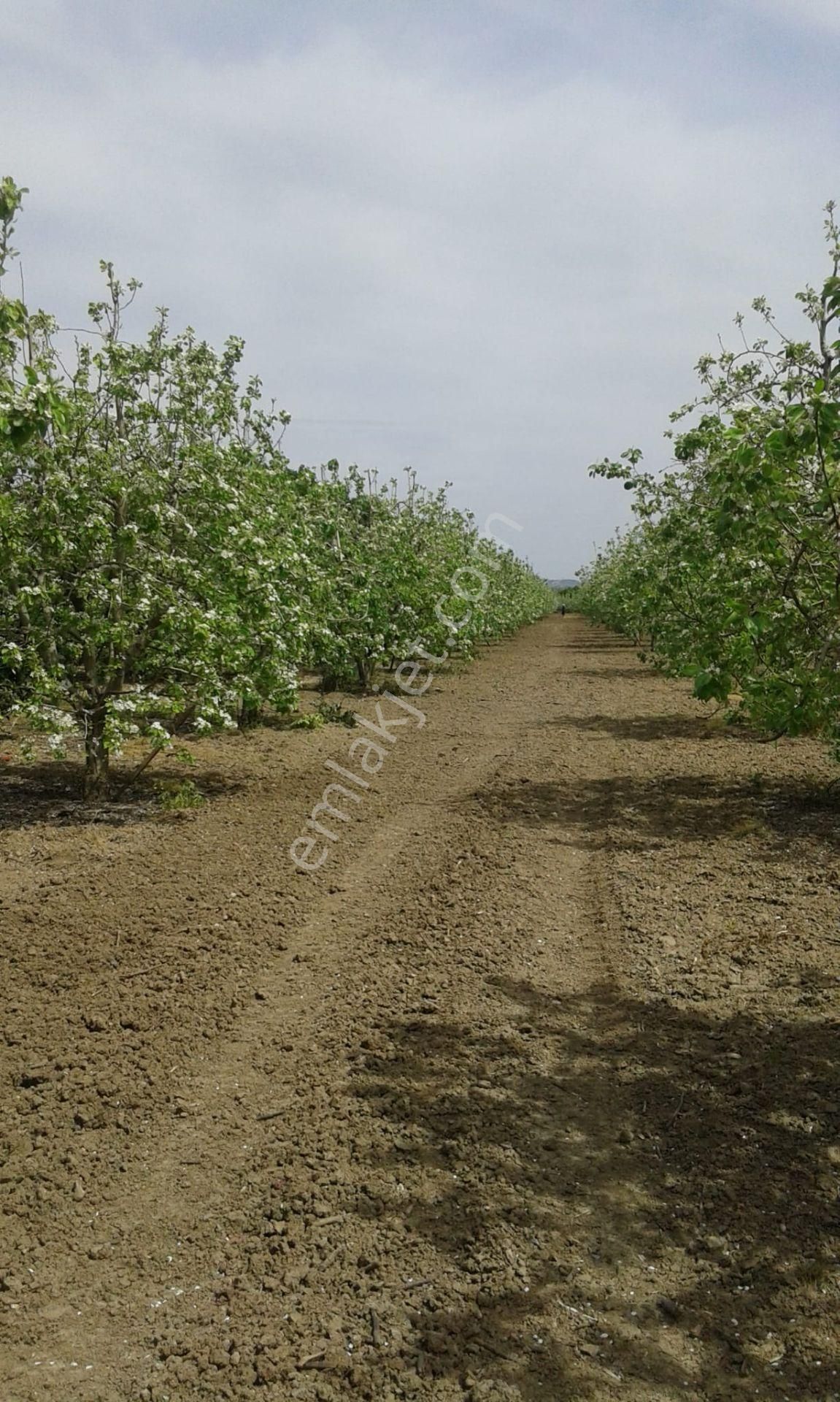 Nw Gayrimenkul Yenice'de 45 Dönüm Bol Verimli Kazanç Sağlayan Satılık Meyve Bahçesi - Görsel 23