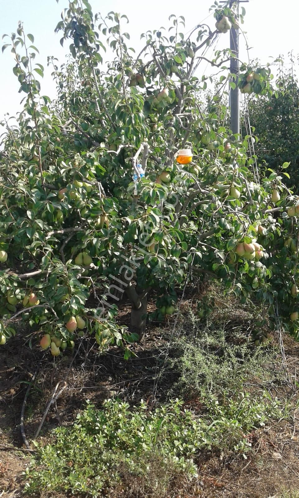 Nw Gayrimenkul Yenice'de 45 Dönüm Bol Verimli Kazanç Sağlayan Satılık Meyve Bahçesi - Görsel 7