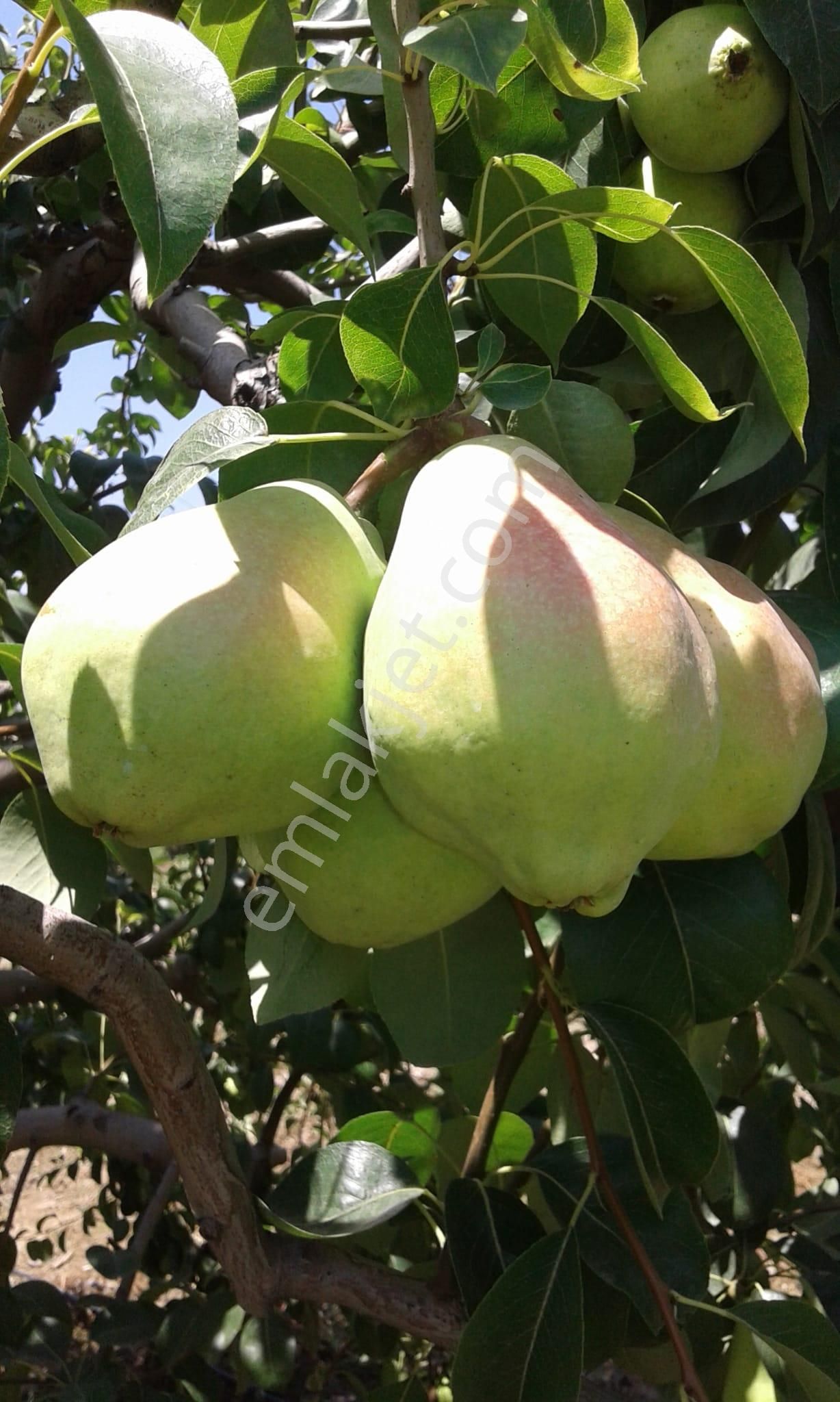 Nw Gayrimenkul Yenice'de 45 Dönüm Bol Verimli Kazanç Sağlayan Satılık Meyve Bahçesi - Görsel 17