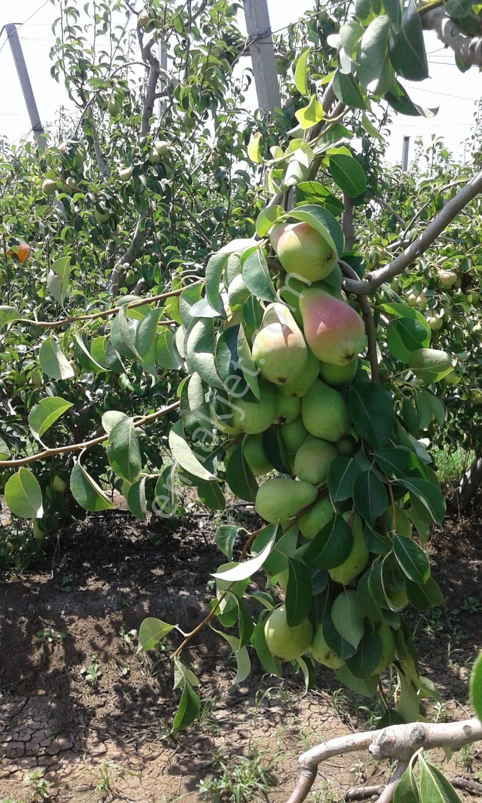 Nw Gayrimenkul Yenice'de 45 Dönüm Bol Verimli Kazanç Sağlayan Satılık Meyve Bahçesi - Görsel 22