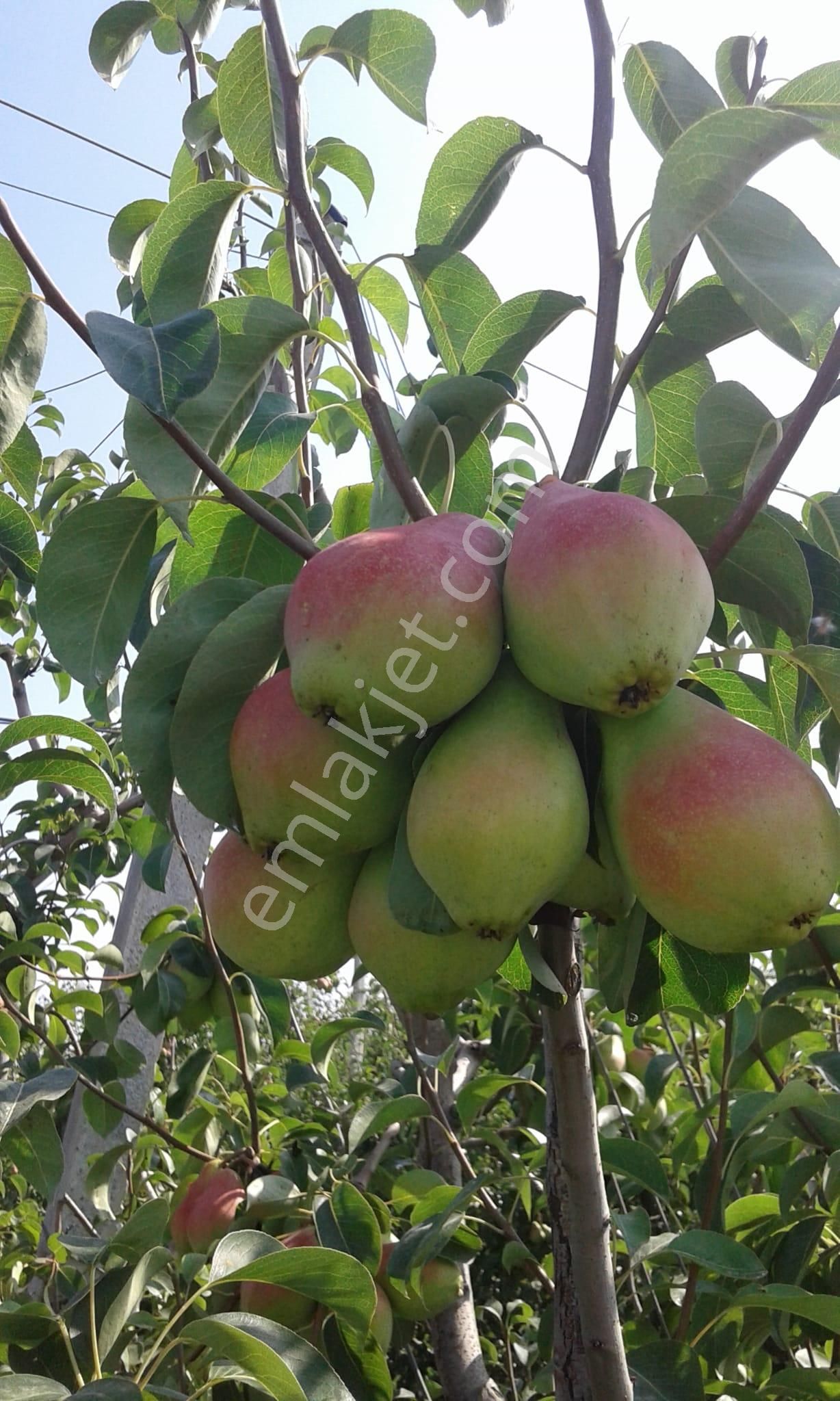 Nw Gayrimenkul Yenice'de 45 Dönüm Bol Verimli Kazanç Sağlayan Satılık Meyve Bahçesi - Görsel 13