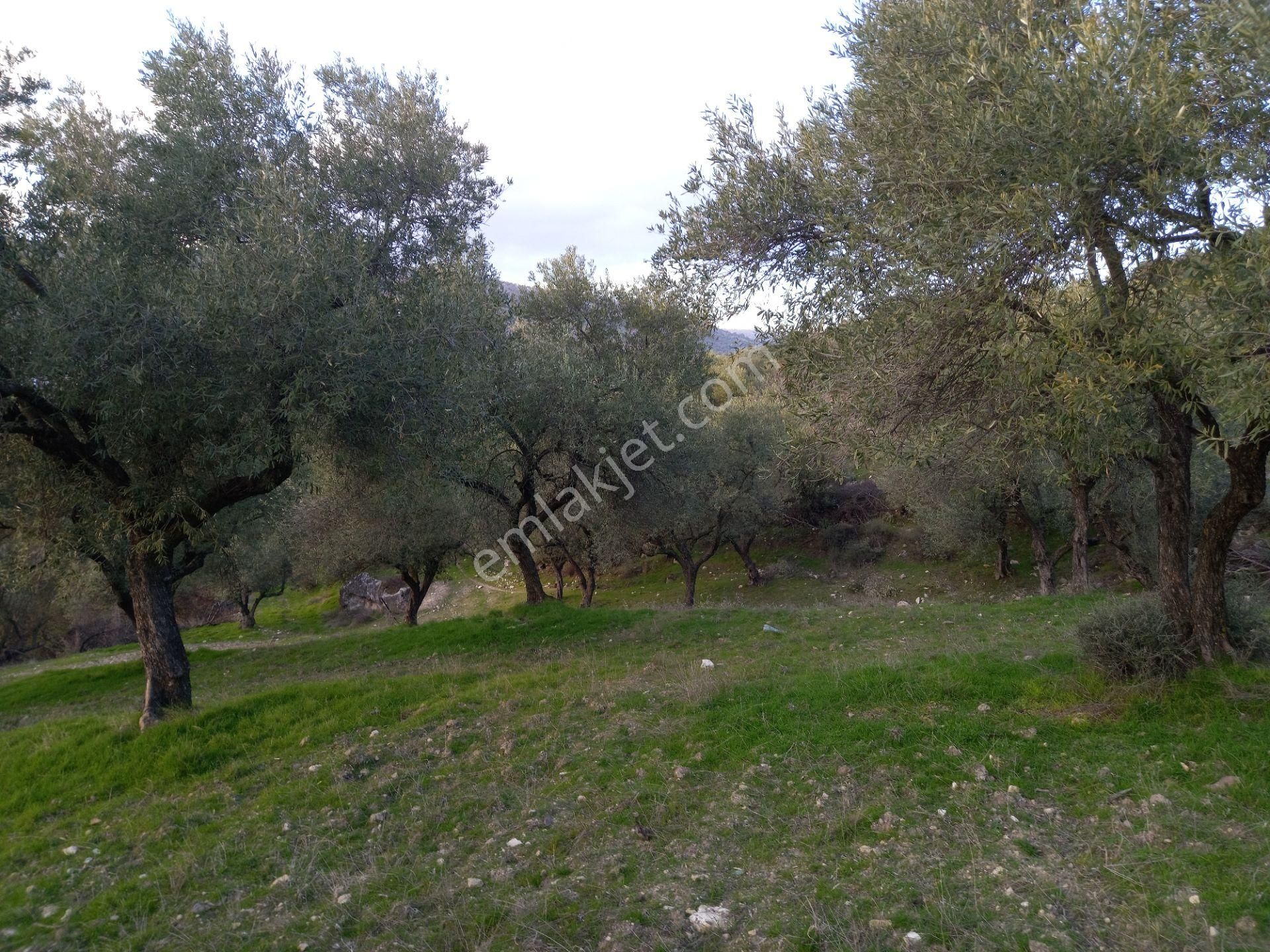 Manisa Kağan Da Satılık Harika Bir Yer Yaşan Alanına Uygun - Görsel 8