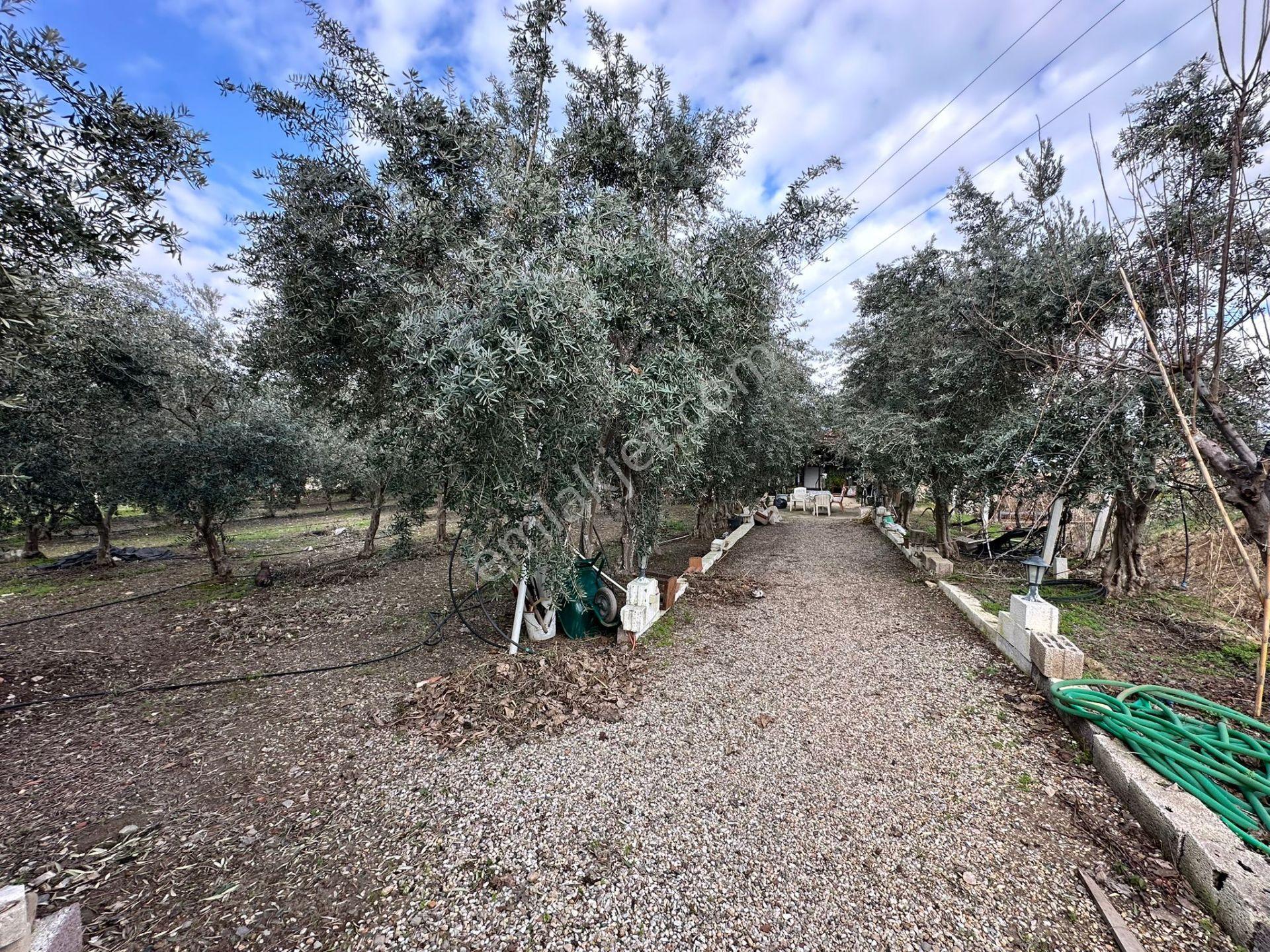 Alaşehir Girişi Denizli-izmir Asfalt Üzeri Kupon Arazi - Görsel 6