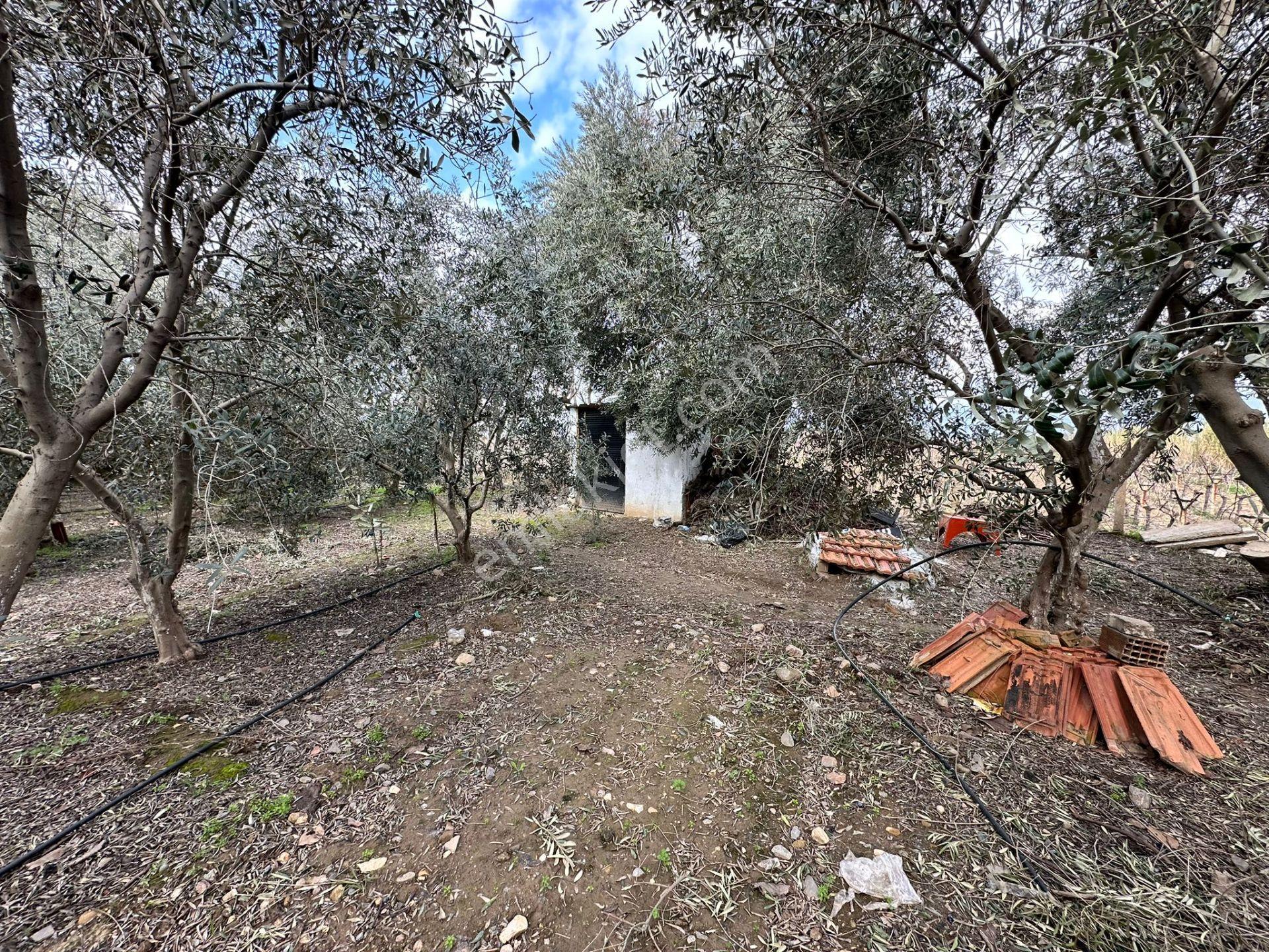 Alaşehir Girişi Denizli-izmir Asfalt Üzeri Kupon Arazi - Görsel 21