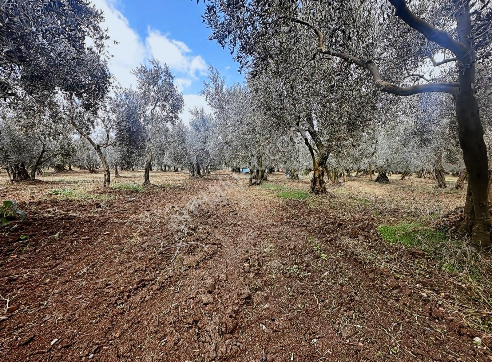 Bursa Orhangazi Satılık Zeytinlik Bursa Emlak Alem-i Yeniköy De Merkeze Yakın 1228 M2 Zeytinlik