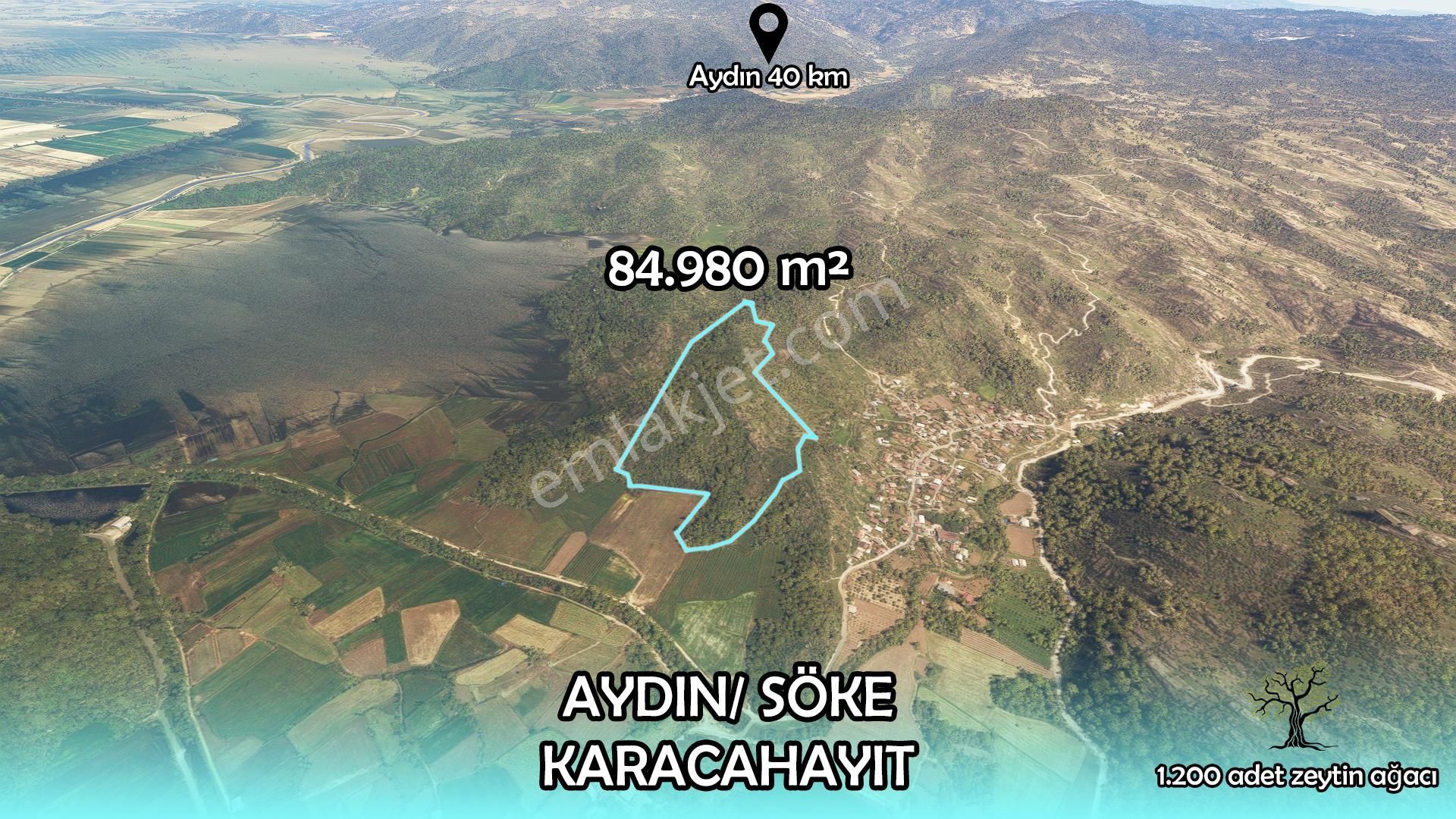 Aydın Söke Satılık Zeytinlik Aydın Söke Karacahayıt 1200 Zeytin Ağaçlı 84.979 M2 Fırsat Tarla