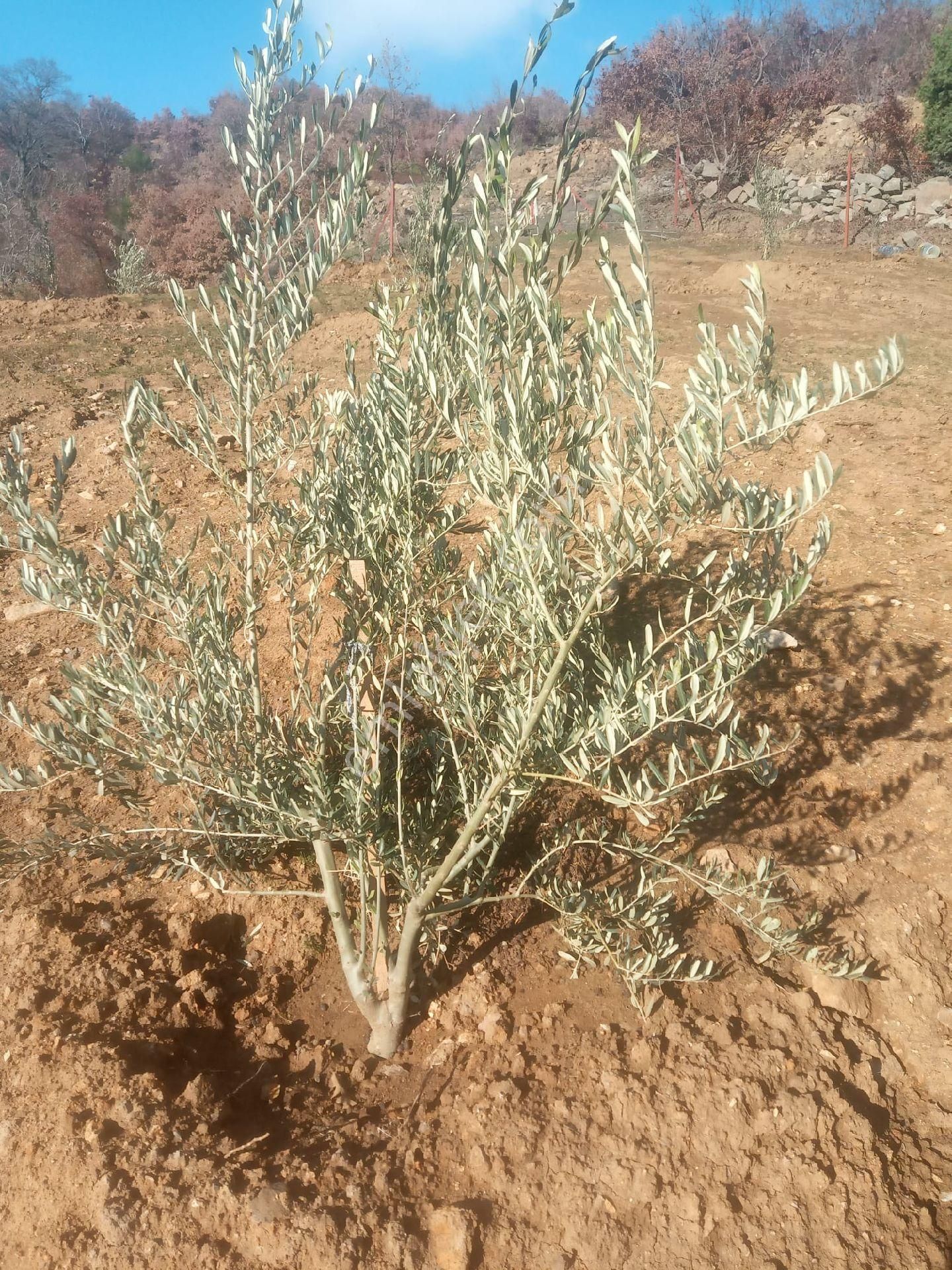 Bergama Durmuşlar Satılık Tarla Bergama Durmuşlar Köyünde Satılık Zeytinlik