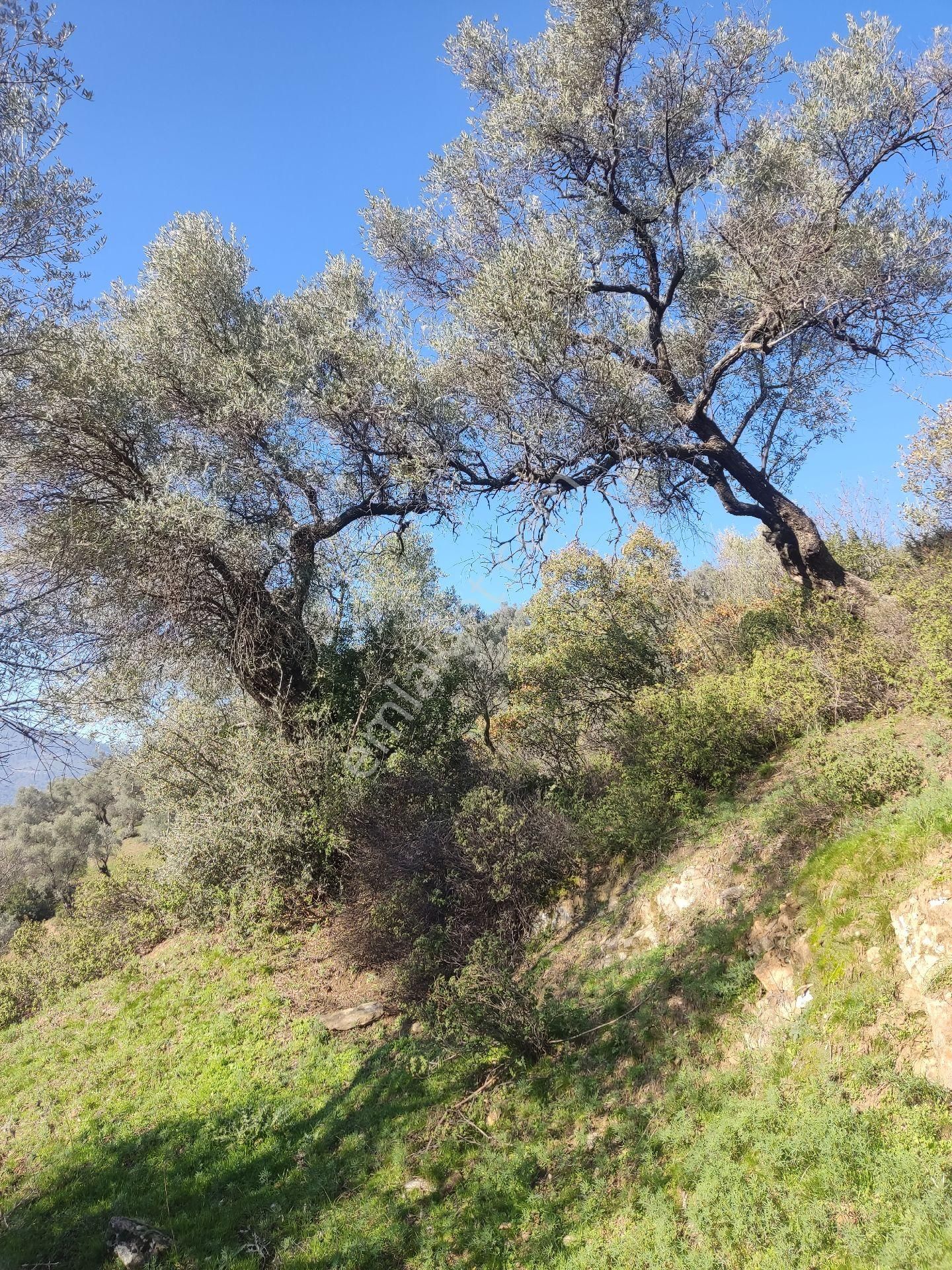 Doğa Gayrimenkul'den İzmir Bayındır'da Kaçırılmayacak Yatırım Fırsatı - Görsel 7