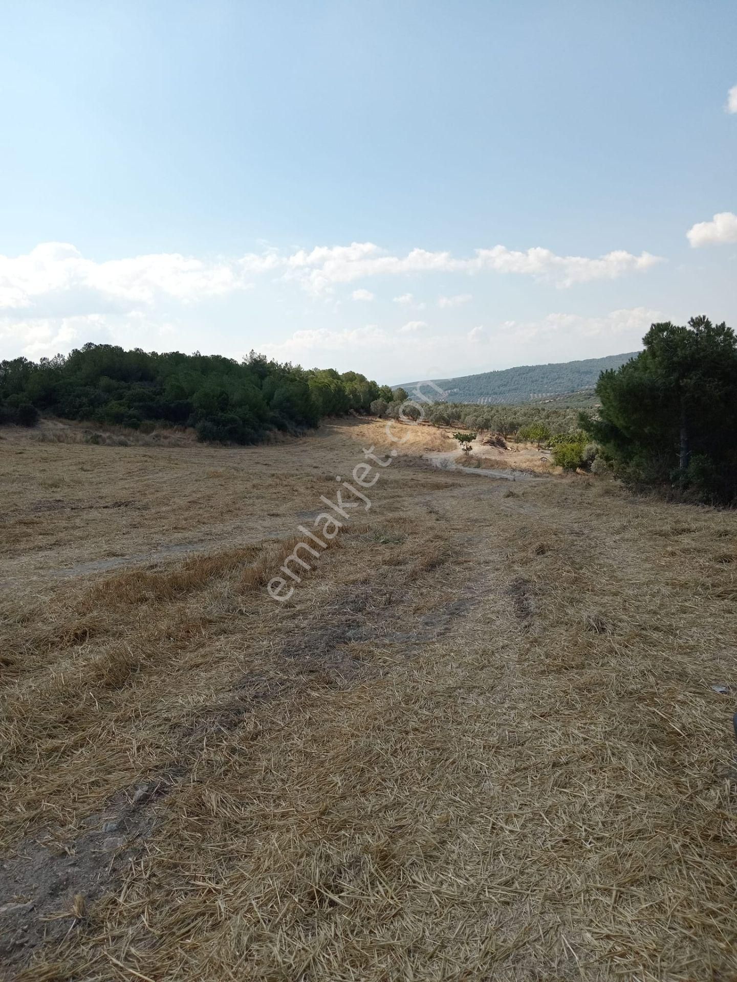 Aliağa Bozköy Satılık Tarla Bozkoy Koca Meseler Mevkısınde Satılık Tarla