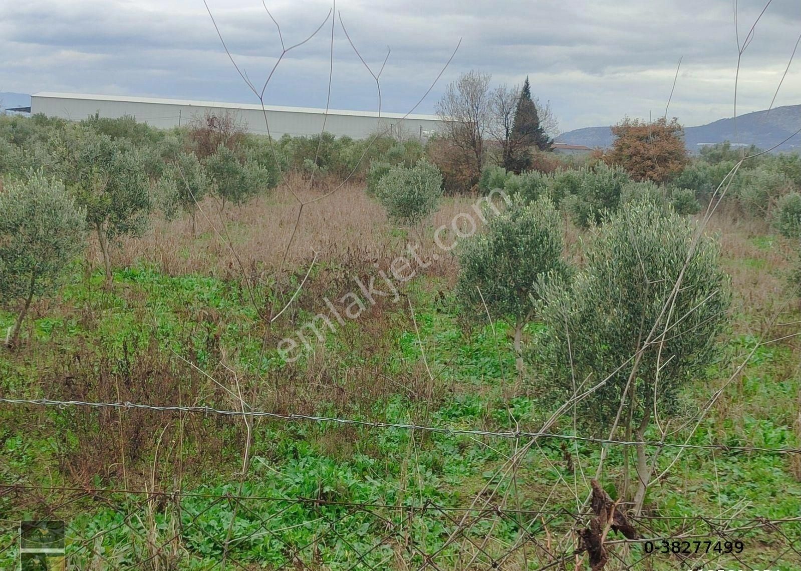 Kemalpaşa Ankara Yoluna Yakın Ören Mahallesinde Yatırımlık Satılık Bahçe - Görsel 16