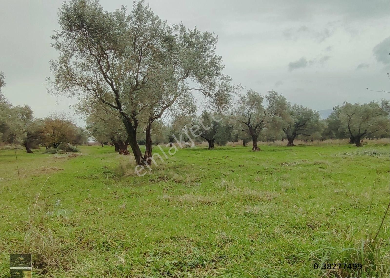 Kemalpaşa Ankara Yoluna Yakın Ören Mahallesinde Yatırımlık Satılık Bahçe - Görsel 13