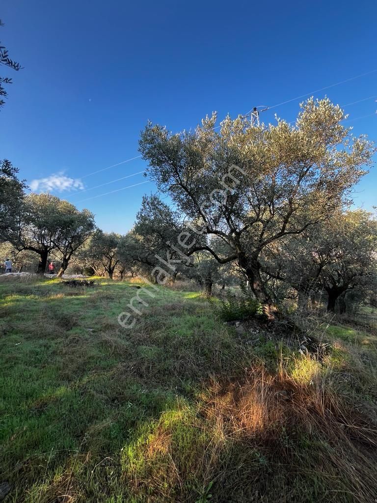 Abuhayat Girişinde Muvacir Alan Statüsünde Kadastrol Yola Cephe Satılık Muhteşem Arazi - Görsel 27