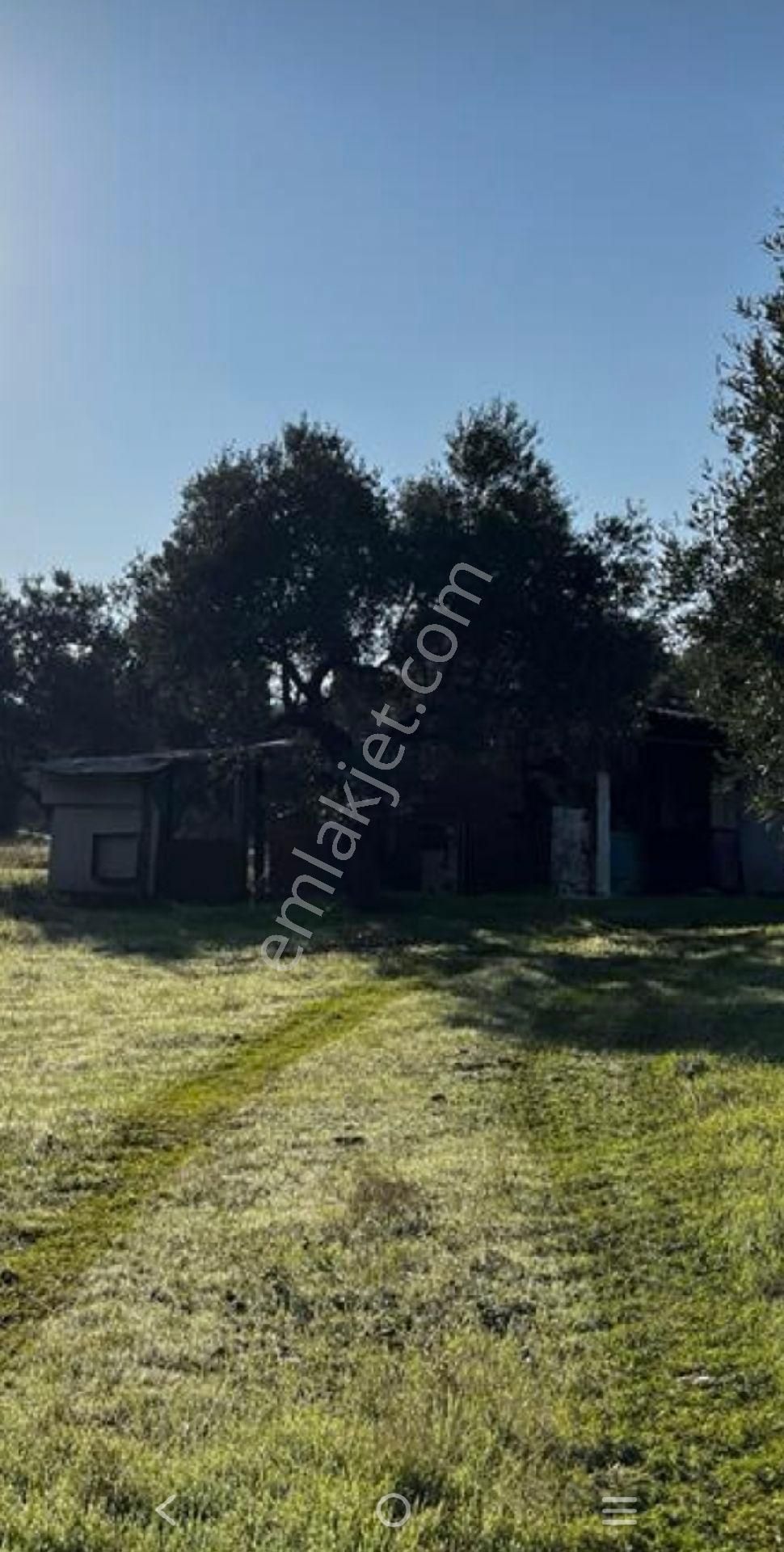 Abuhayat Girişinde Muvacir Alan Statüsünde Kadastrol Yola Cephe Satılık Muhteşem Arazi - Görsel 28