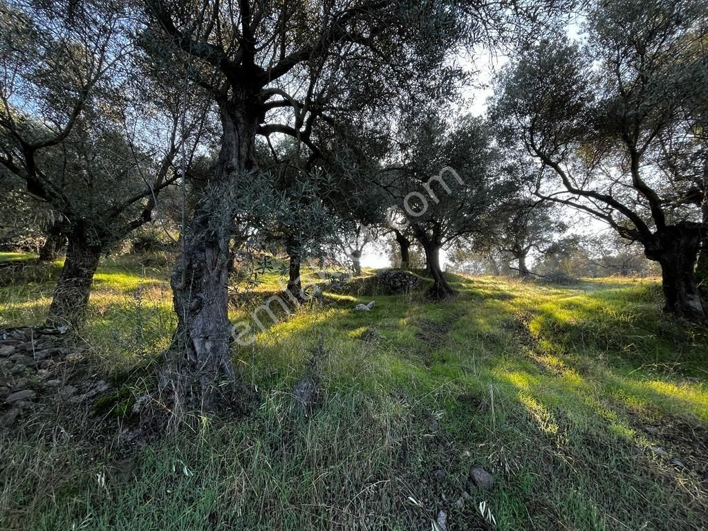 Abuhayat Girişinde Muvacir Alan Statüsünde Kadastrol Yola Cephe Satılık Muhteşem Arazi - Görsel 22