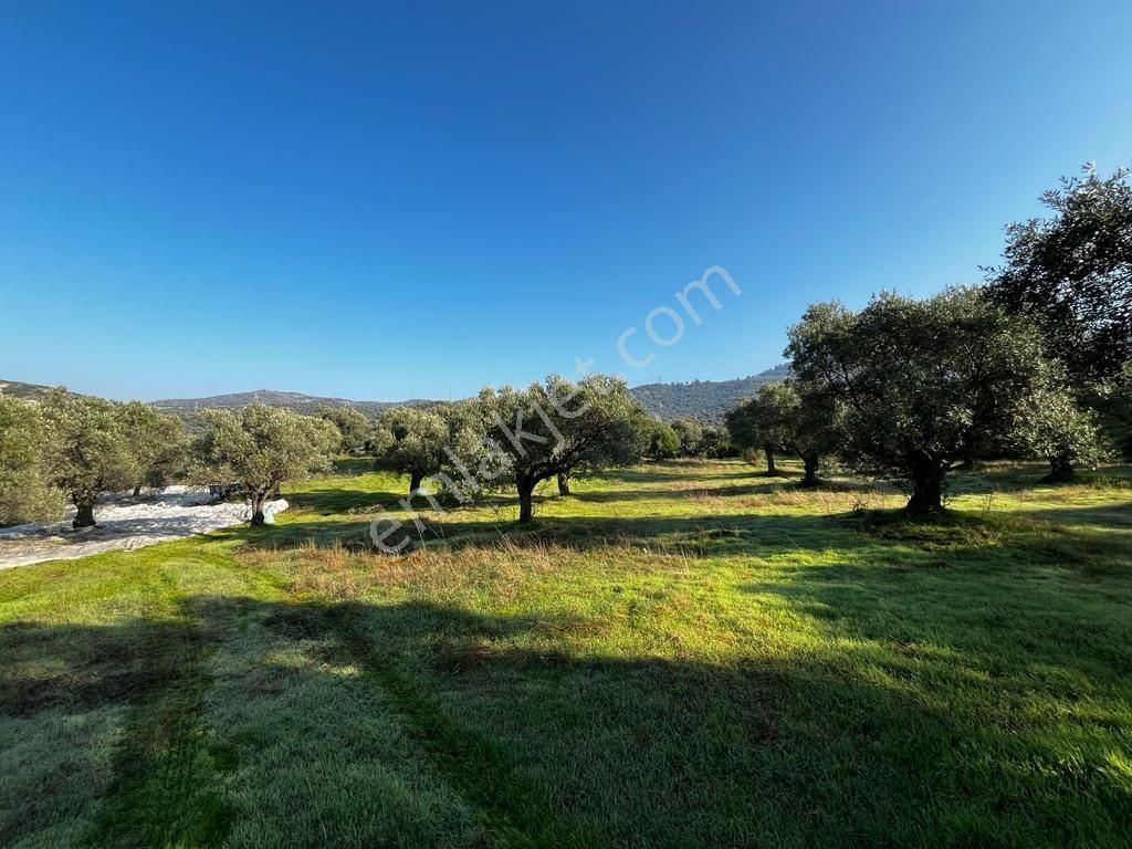 Abuhayat Girişinde Muvacir Alan Statüsünde Kadastrol Yola Cephe Satılık Muhteşem Arazi - Görsel 9