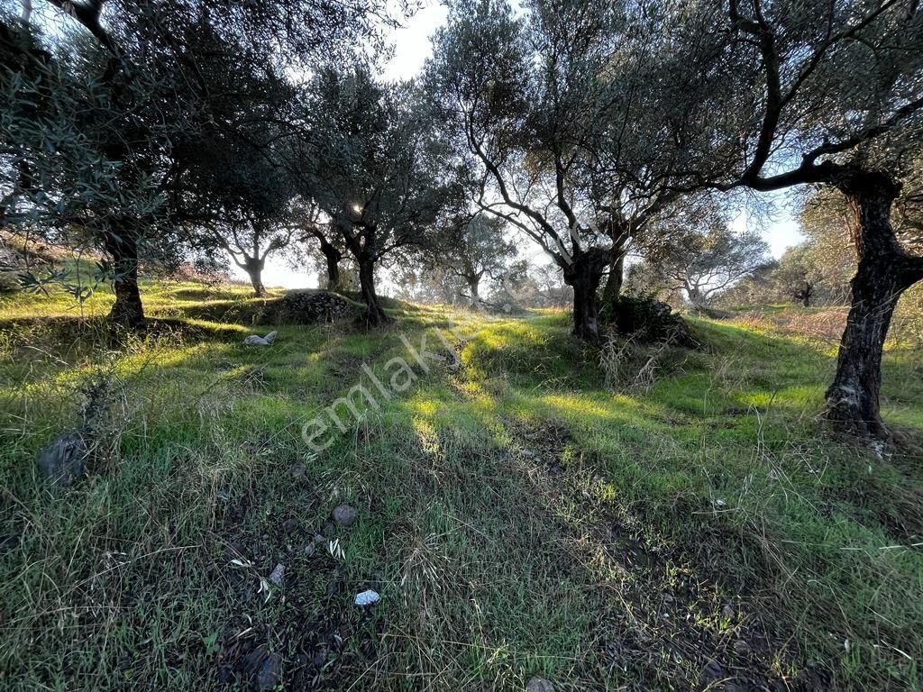 Abuhayat Girişinde Muvacir Alan Statüsünde Kadastrol Yola Cephe Satılık Muhteşem Arazi - Görsel 23