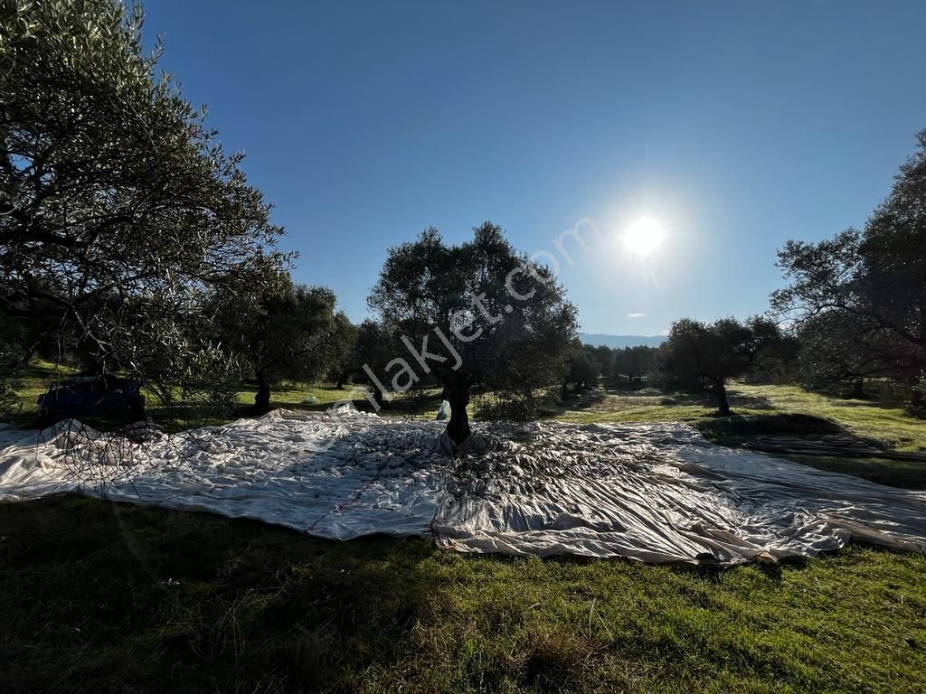 Abuhayat Girişinde Muvacir Alan Statüsünde Kadastrol Yola Cephe Satılık Muhteşem Arazi - Görsel 17