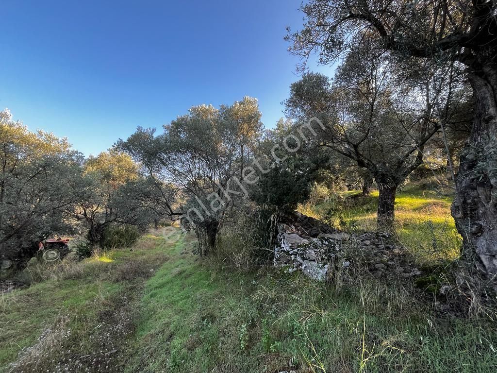 Abuhayat Girişinde Muvacir Alan Statüsünde Kadastrol Yola Cephe Satılık Muhteşem Arazi - Görsel 21