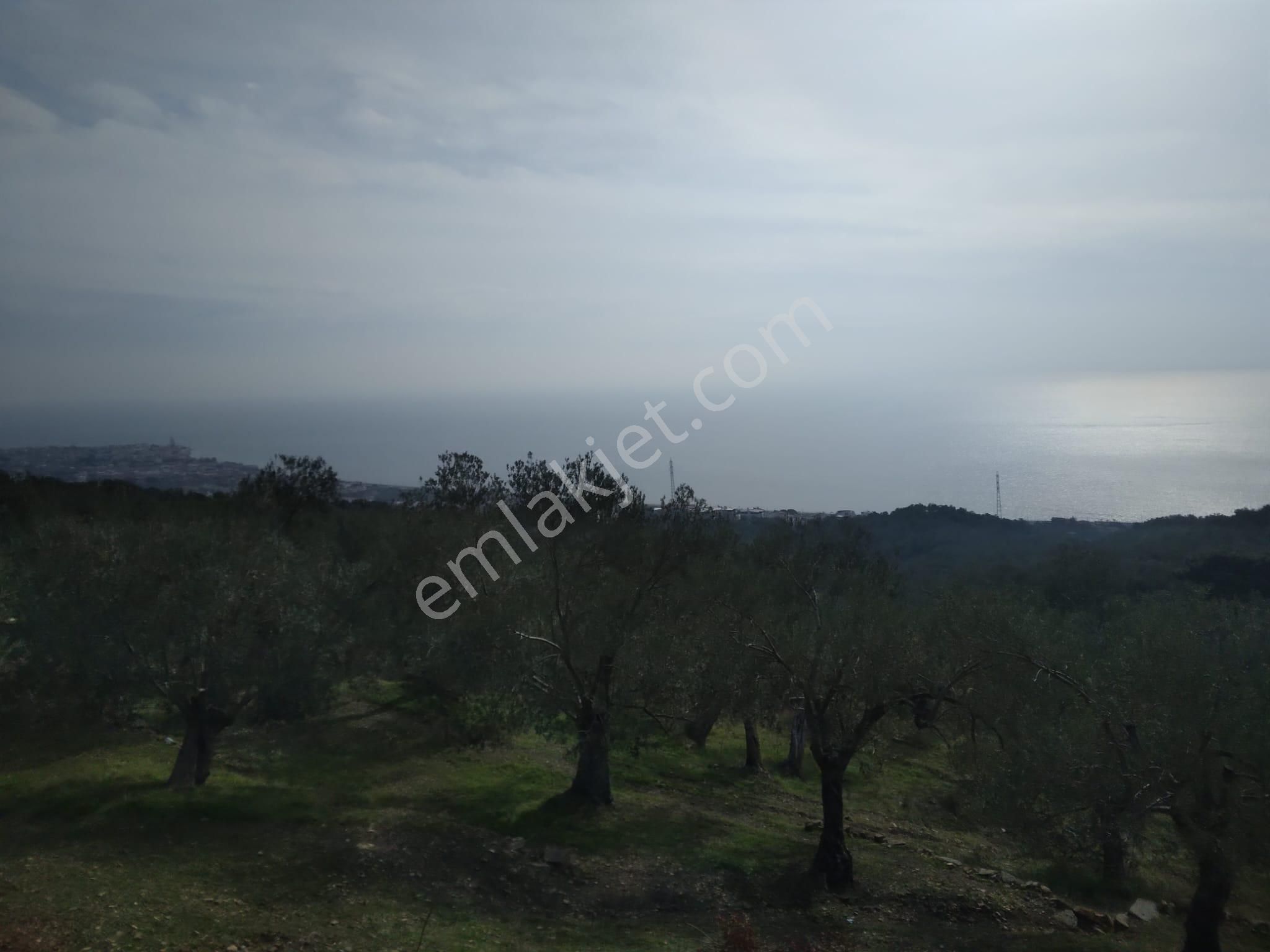 Çanakkale Ayvacık Satılık Zeytinlik Küçükkuyu Adatepe Köyü Asırlık Zeytin Ağaçları Gelecek Kuşaklara Sizinle Ulaşsın.