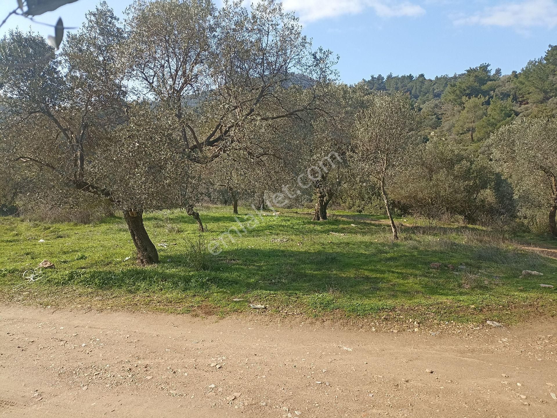 Bayındır Arıkbaşı'nda 567 M2 Satılık Zeytinlik - Görsel 3