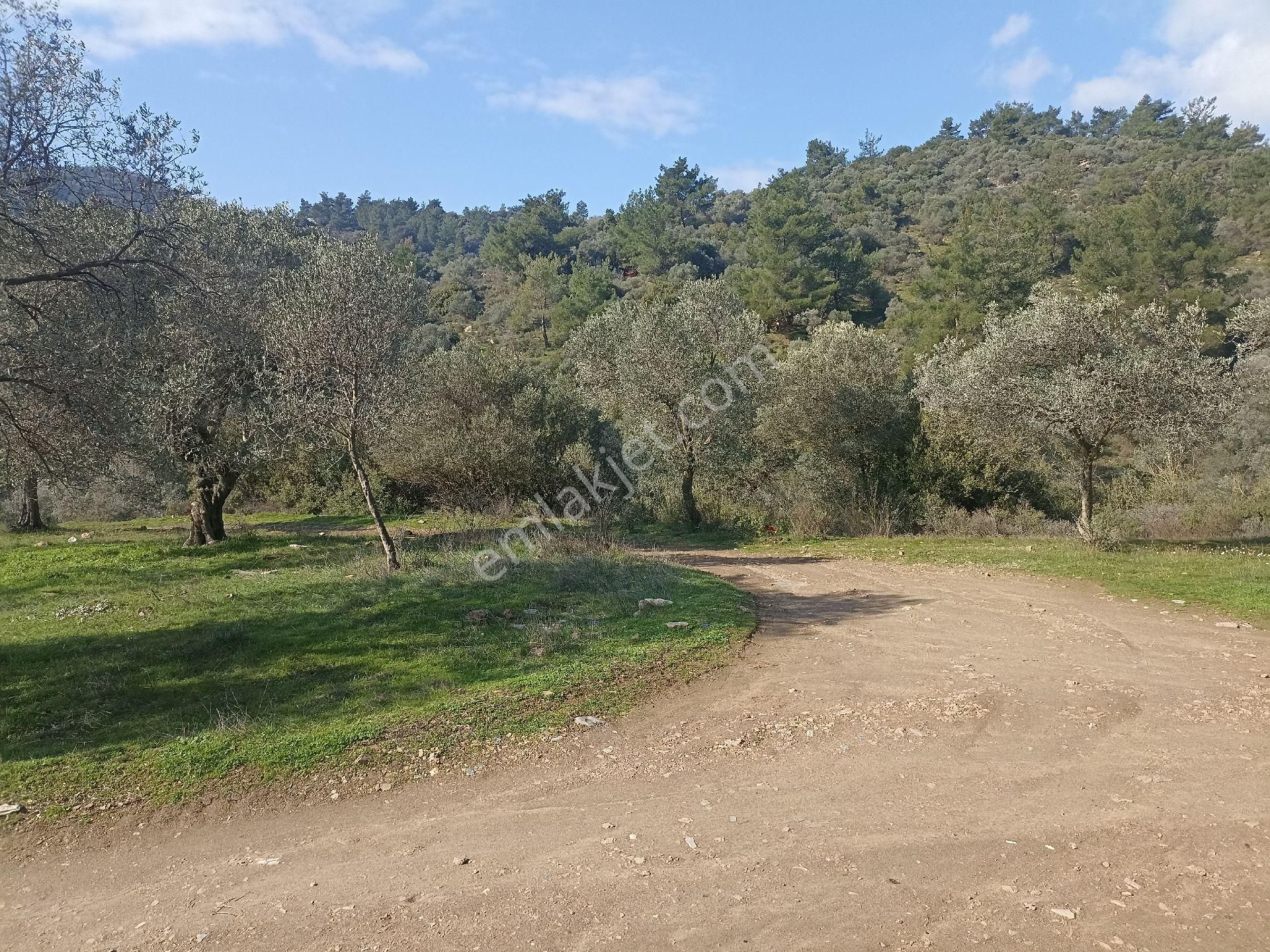 Bayındır Arıkbaşı'nda 567 M2 Satılık Zeytinlik - Görsel 2