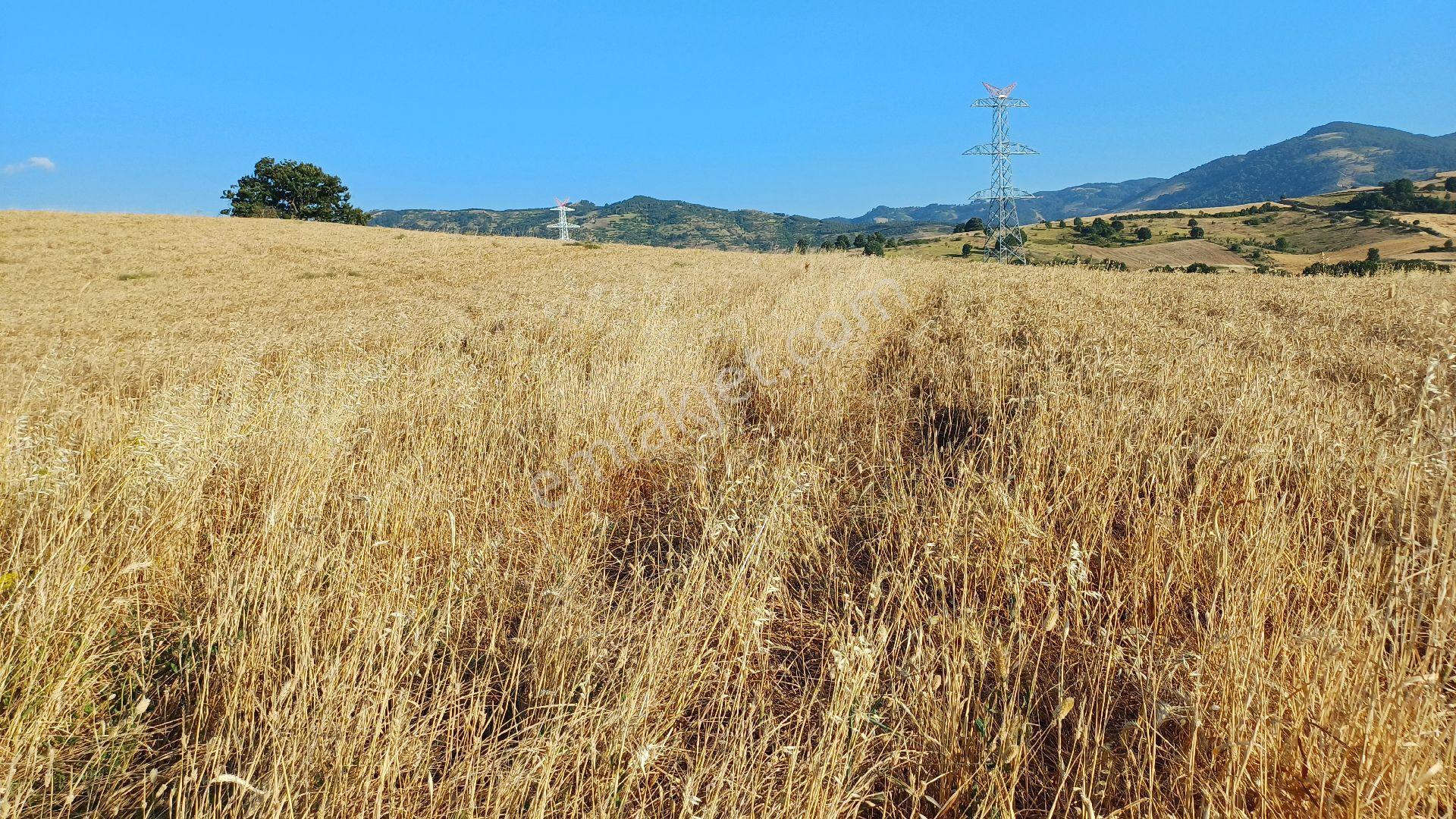 Kocaeli Karamürsel Kızderbent Satılık %5 İmarlı 2188 M2 Tarla - Görsel 9