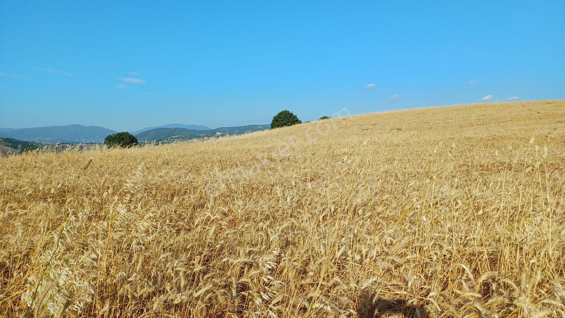 Kocaeli Karamürsel Kızderbent Satılık %5 İmarlı 2188 M2 Tarla - Görsel 7