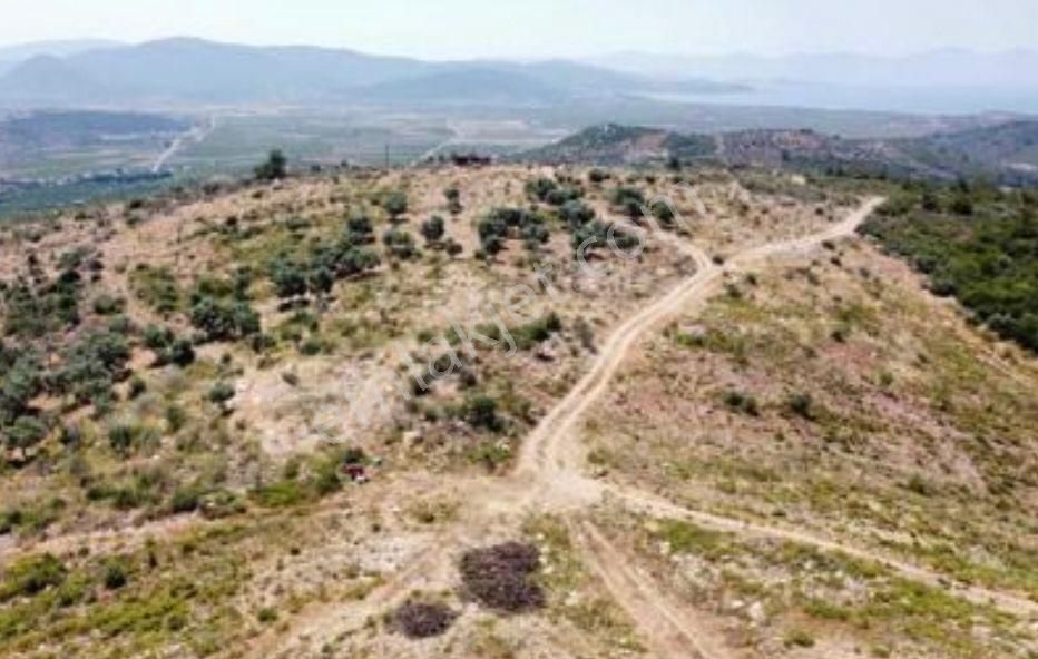 İzmir Selçukta 49+49 Kiralanmış 230 Dönüm - Görsel 4