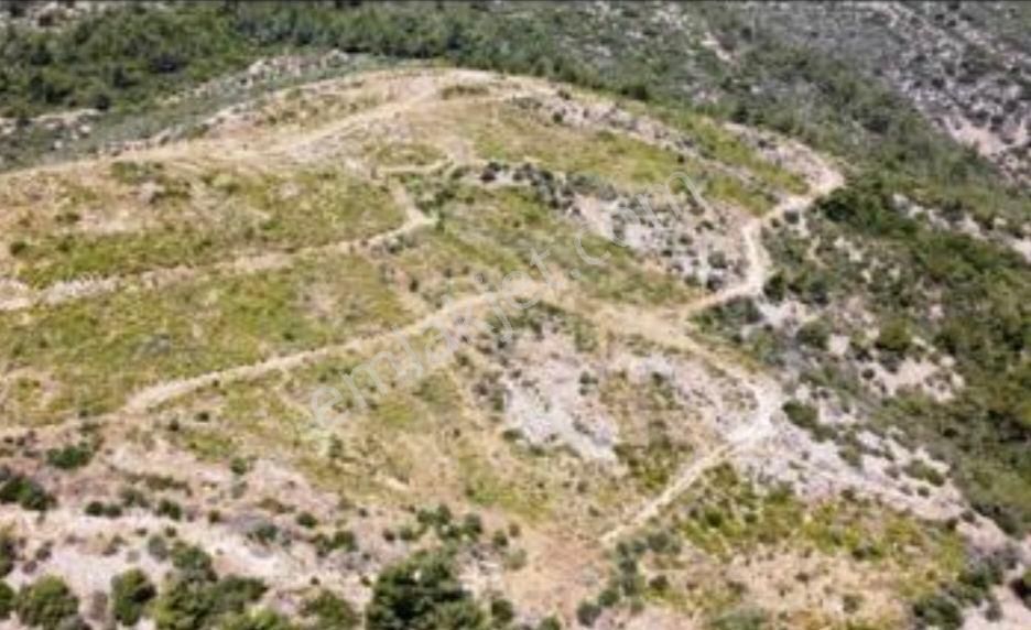 İzmir Selçukta 49+49 Kiralanmış 230 Dönüm - Görsel 5