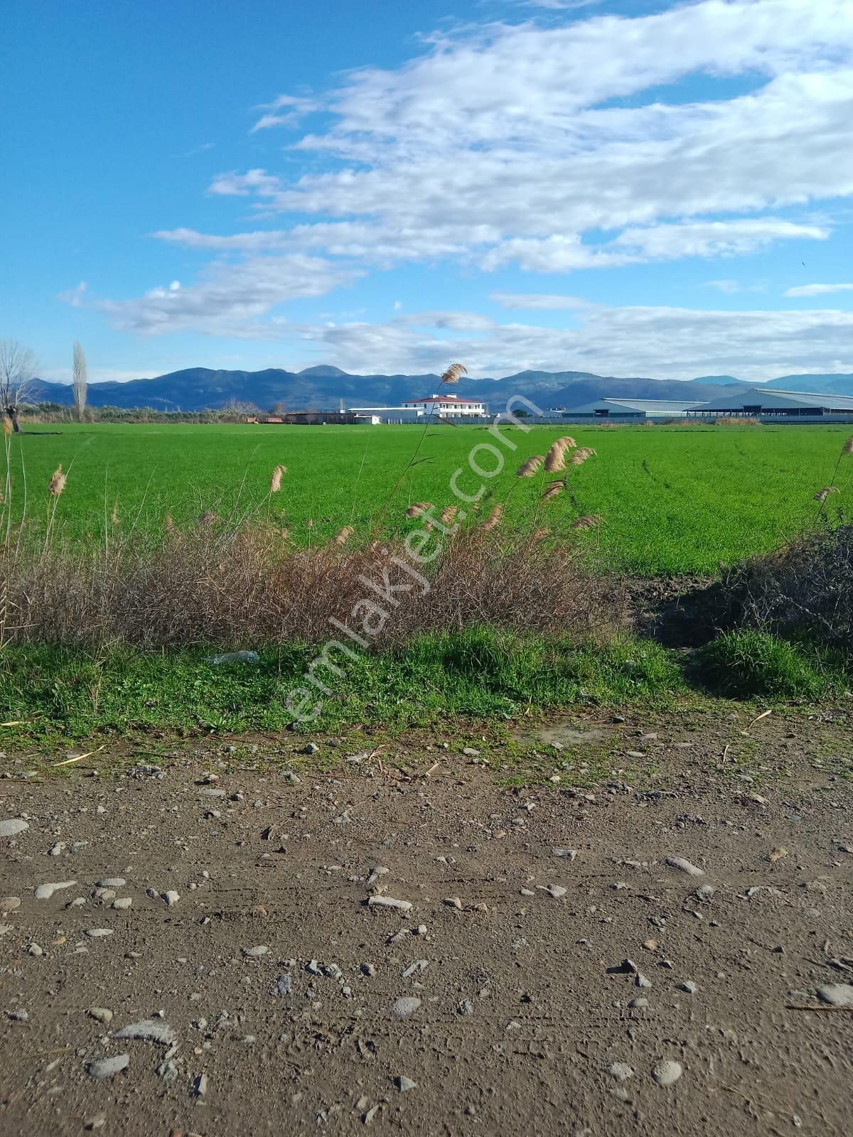 Burhaniye Çoruk Satılık Tarla Çorukta 300 Metre Yol Cepheli 30 Dönüm Satılık Tarla