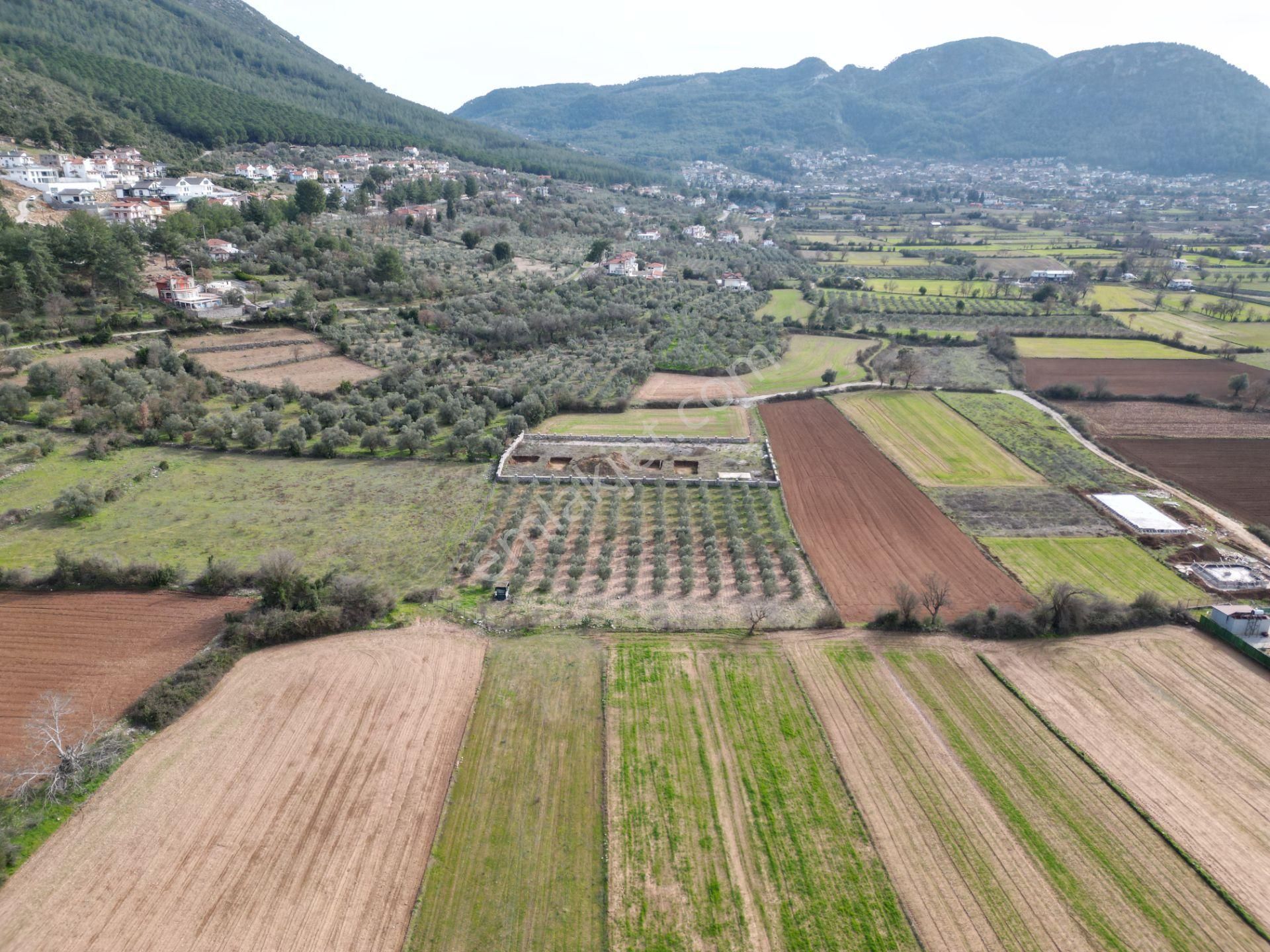 Muğla Fethiye Satılık Zeytinlik Goldhouse Dan Satılık Arsa Üzümlü De 4930m2