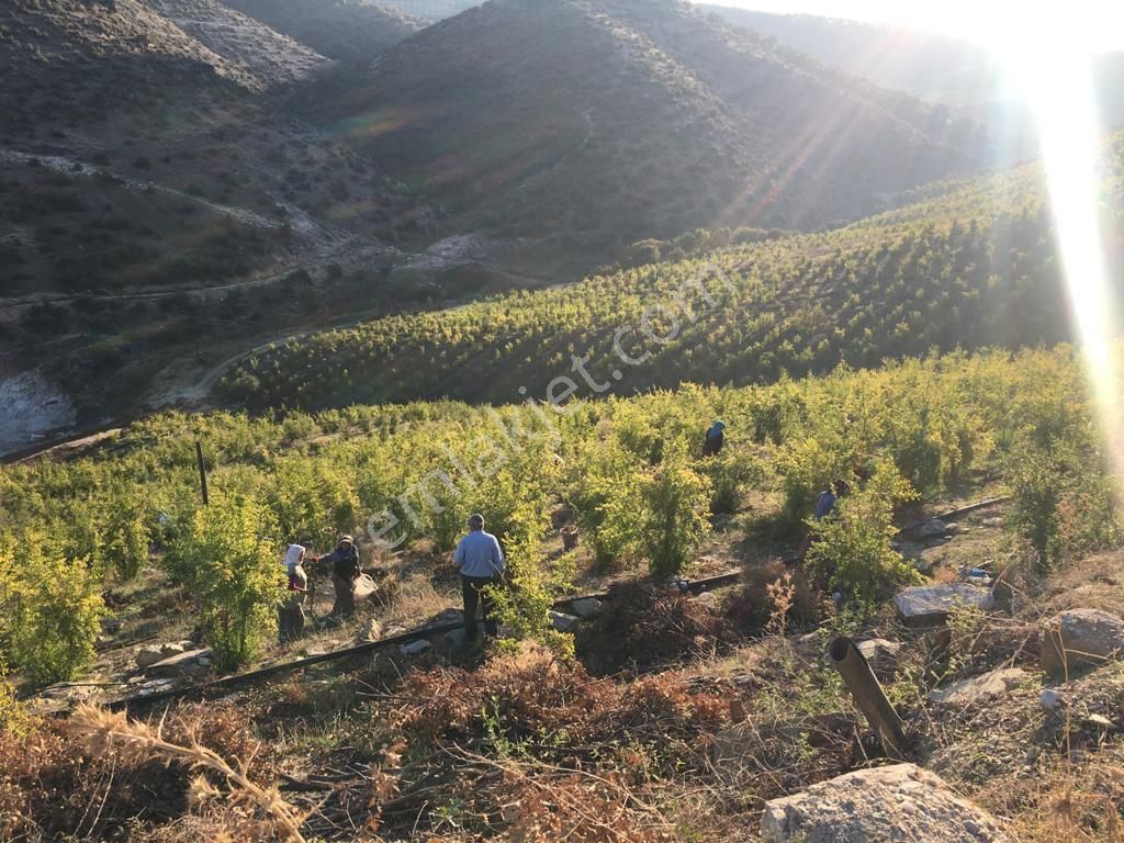 Salihli Şirinyer Satılık Tarla Manisa Salihli Şirinye Sat Tarlairin