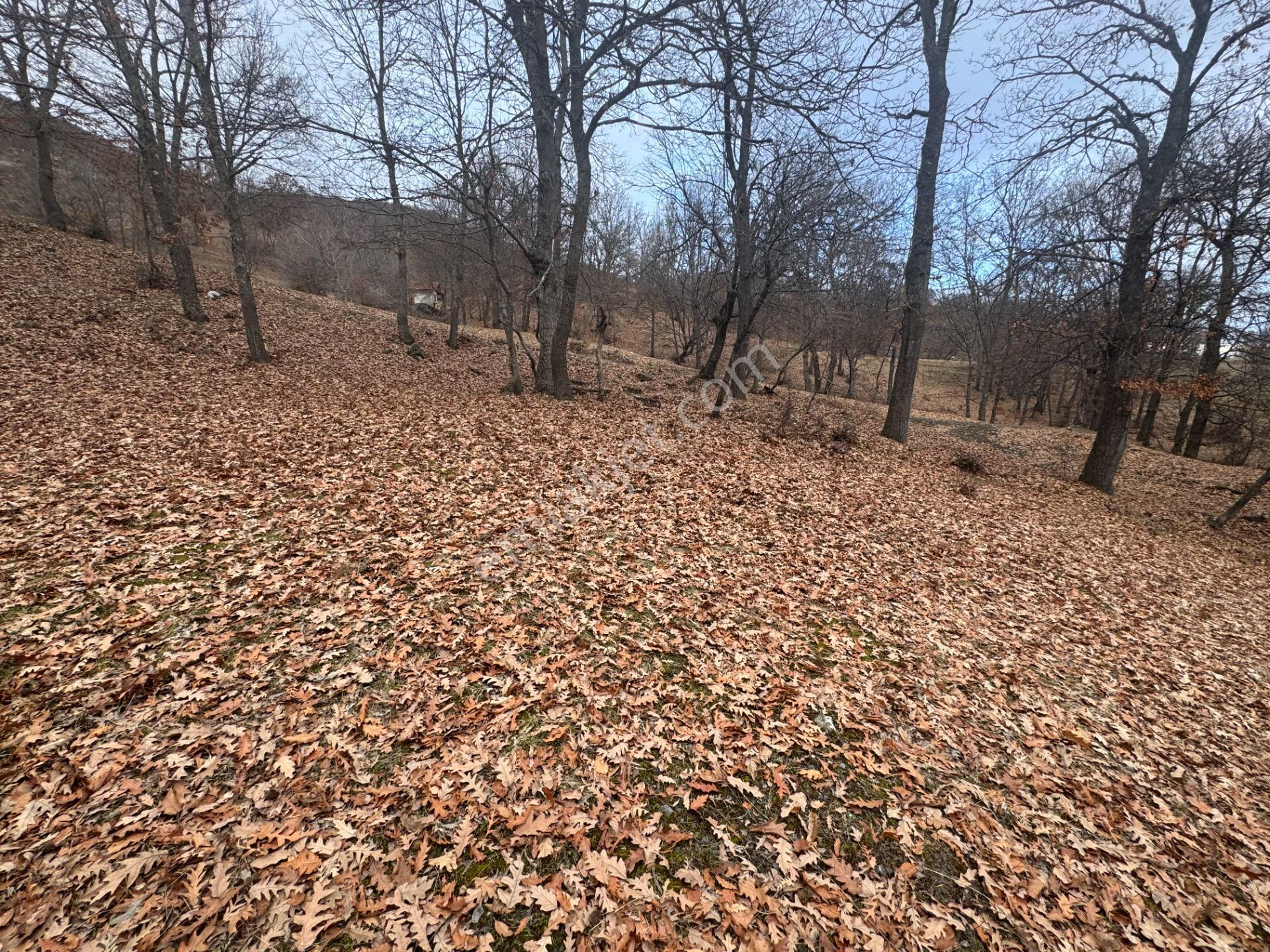 Tek Tapulu Küçükyıldız Yaylasında Piknik Alanı Yanında 425m2 - Görsel 5