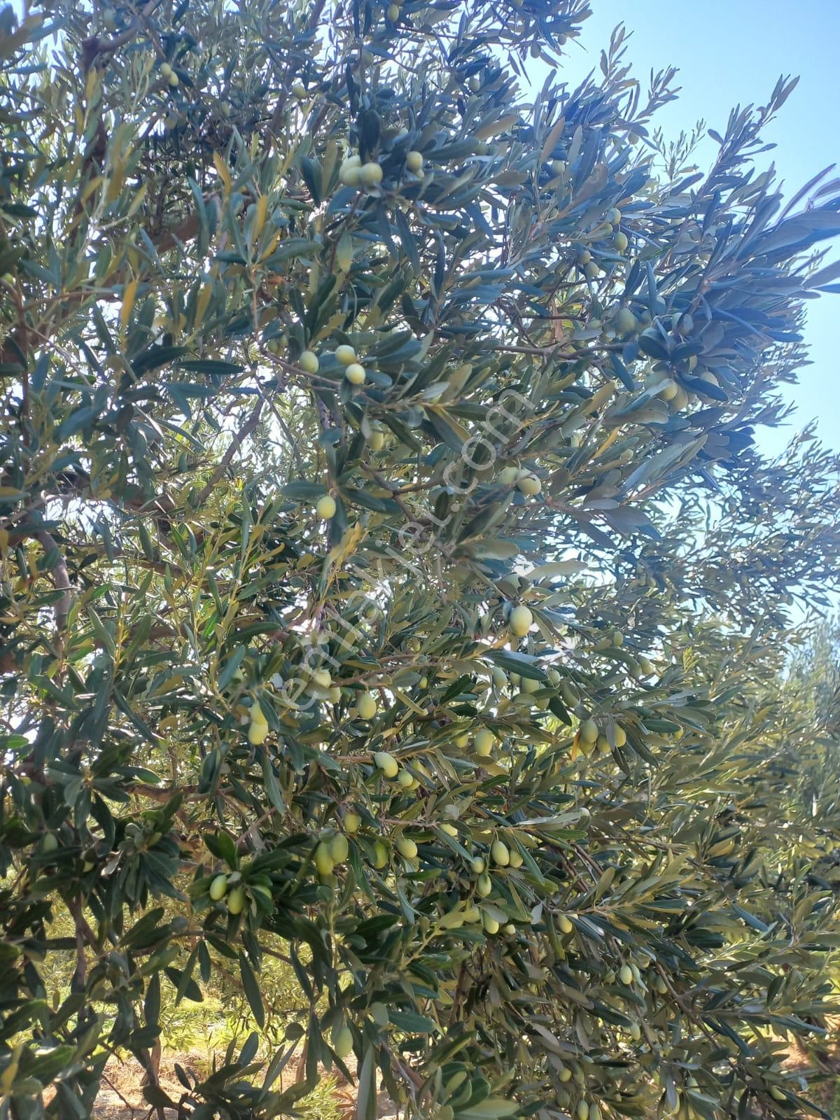 Nazilli Ege Emlak Ofisinden Kuyucak Yamalak Mah.satılık Zeytin Bahçesi - Görsel 9