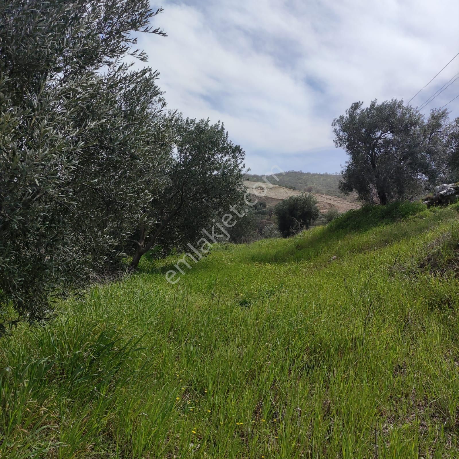 Nazilli Ege Emlak Ofisinden Kuyucak Yamalak Mah.satılık Zeytin Bahçesi - Görsel 3