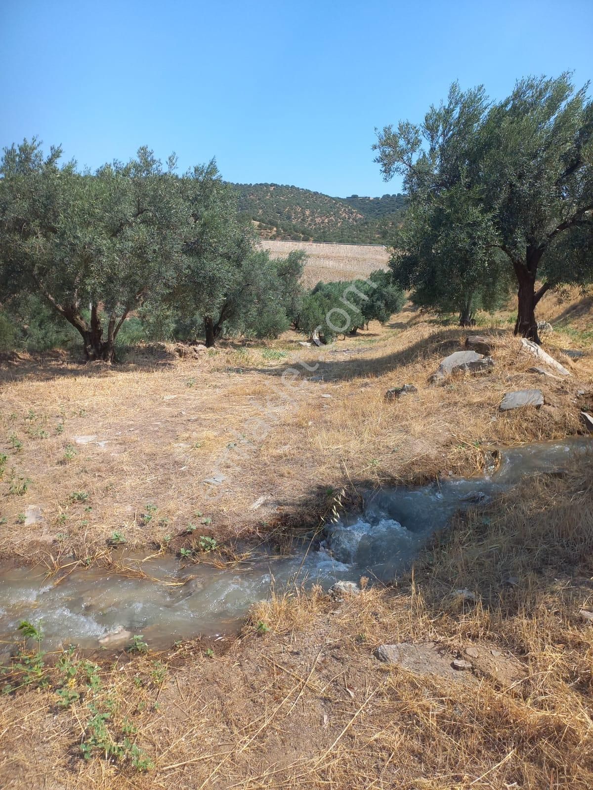 Nazilli Ege Emlak Ofisinden Kuyucak Yamalak Mah.satılık Zeytin Bahçesi - Görsel 8