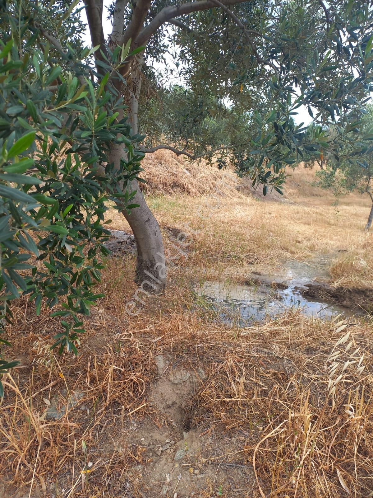 Nazilli Ege Emlak Ofisinden Kuyucak Yamalak Mah.satılık Zeytin Bahçesi - Görsel 10
