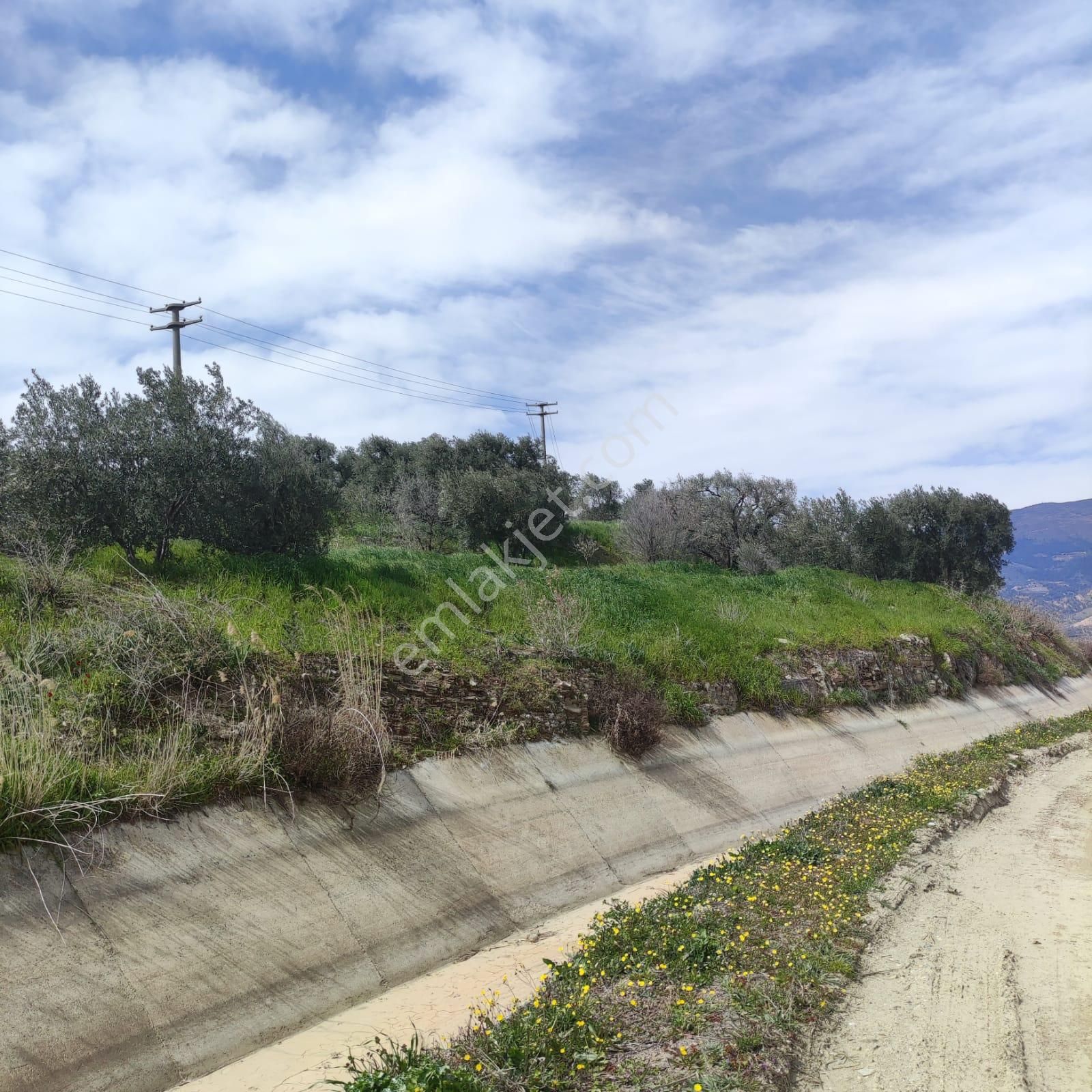 Nazilli Ege Emlak Ofisinden Kuyucak Yamalak Mah.satılık Zeytin Bahçesi - Görsel 2