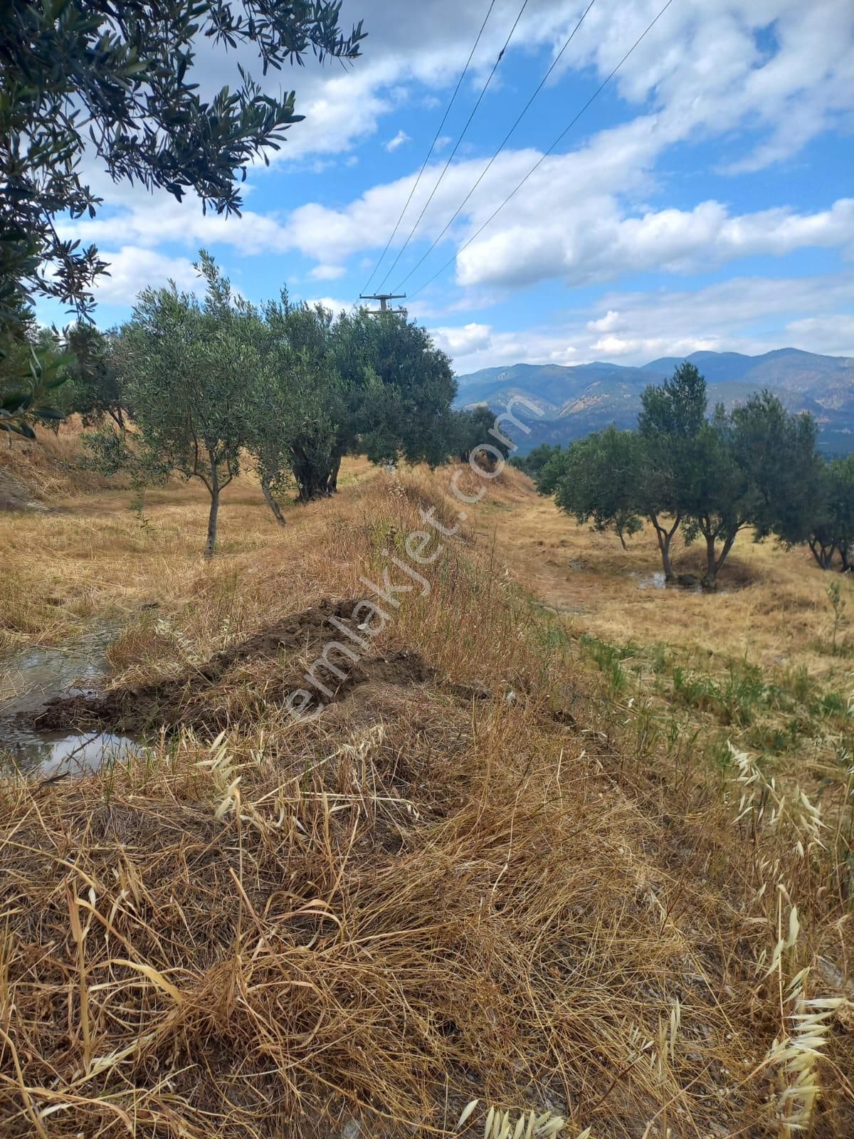 Nazilli Ege Emlak Ofisinden Kuyucak Yamalak Mah.satılık Zeytin Bahçesi - Görsel 16