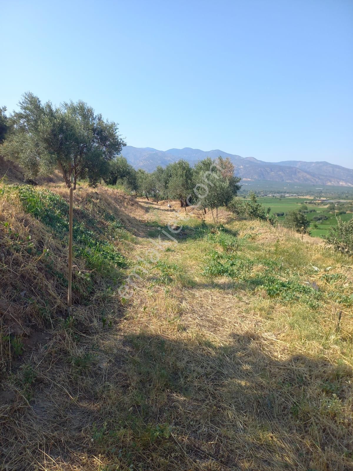 Nazilli Ege Emlak Ofisinden Kuyucak Yamalak Mah.satılık Zeytin Bahçesi - Görsel 5