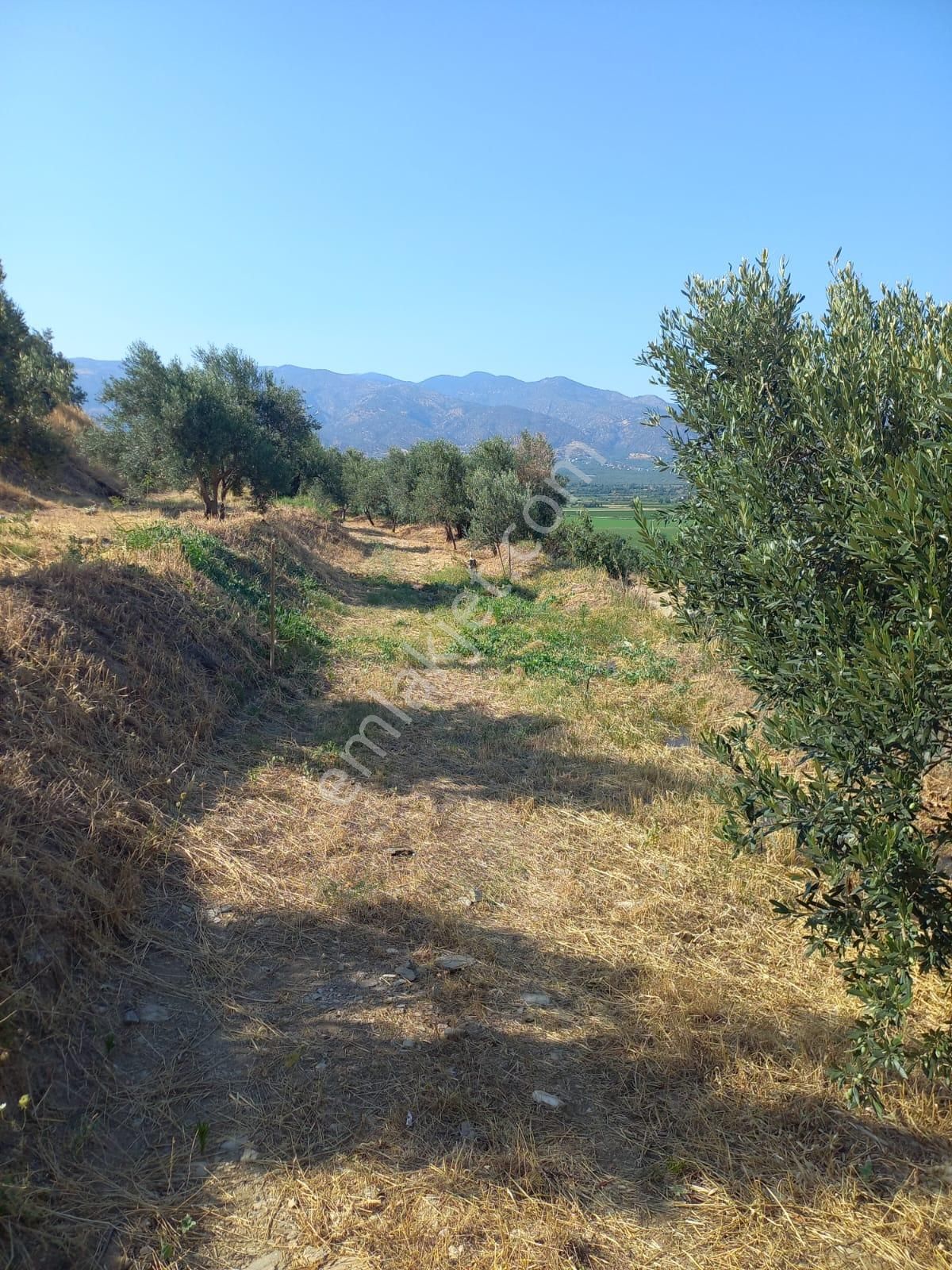 Nazilli Ege Emlak Ofisinden Kuyucak Yamalak Mah.satılık Zeytin Bahçesi - Görsel 14