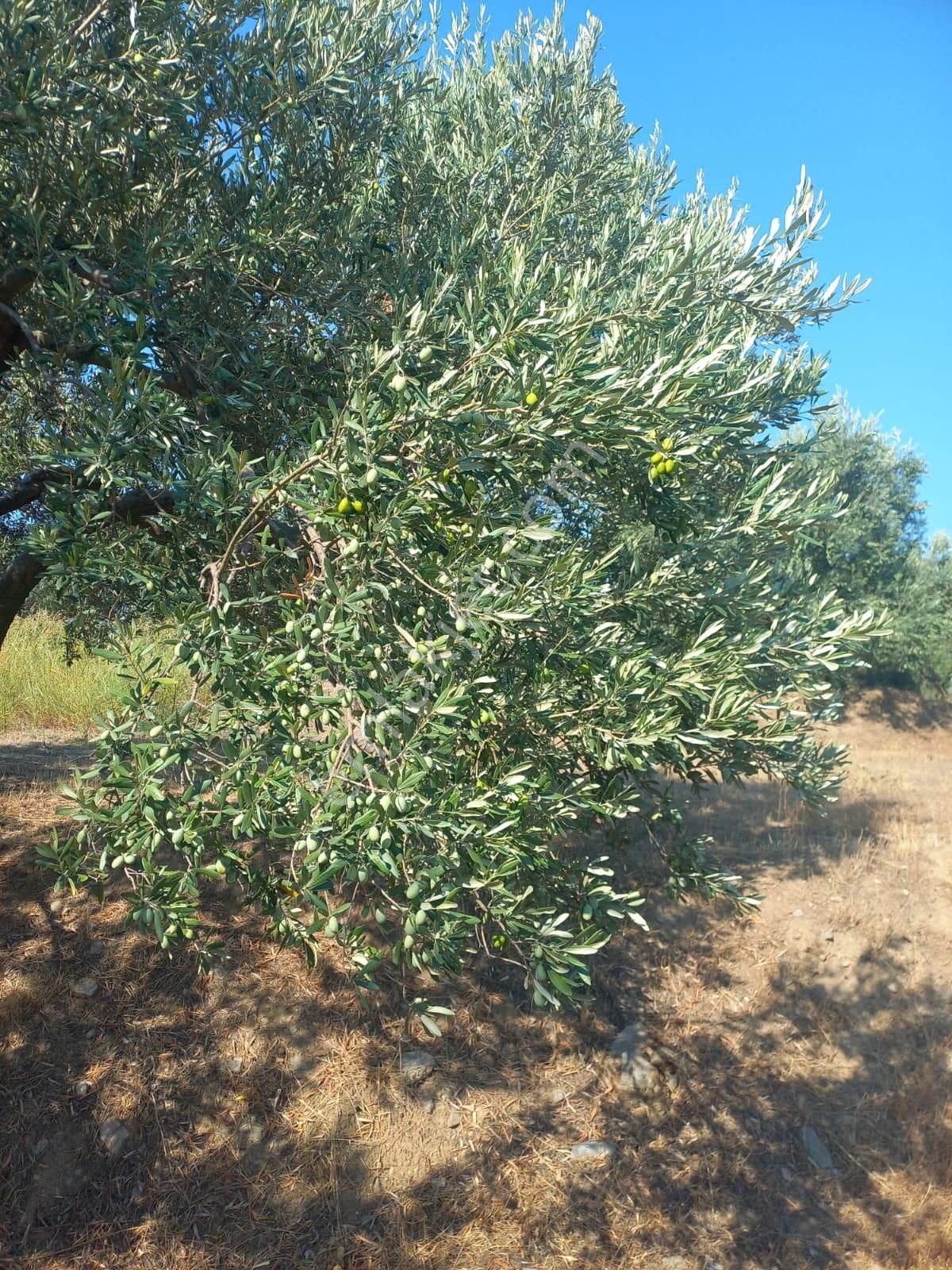 Nazilli Ege Emlak Ofisinden Kuyucak Yamalak Mah.satılık Zeytin Bahçesi - Görsel 6