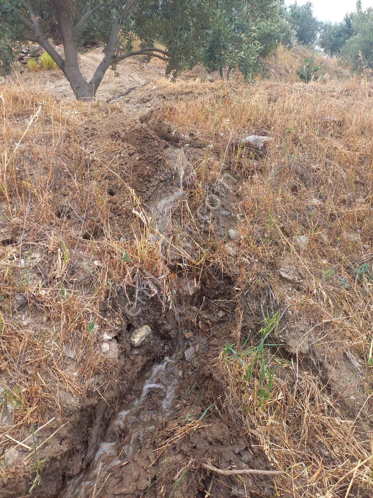 Nazilli Ege Emlak Ofisinden Kuyucak Yamalak Mah.satılık Zeytin Bahçesi - Görsel 15