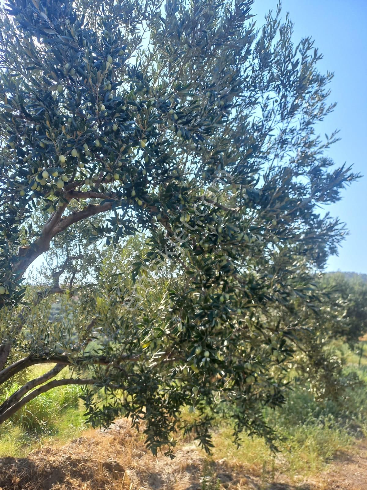 Nazilli Ege Emlak Ofisinden Kuyucak Yamalak Mah.satılık Zeytin Bahçesi - Görsel 4
