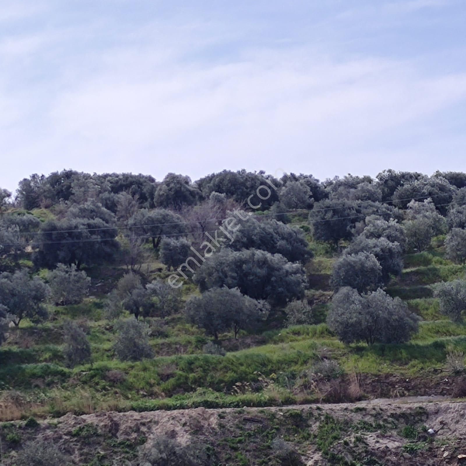 Aydın Kuyucak Satılık Zeytinlik Nazilli Ege Emlak Ofisinden Kuyucak Yamalak Mah.satılık Zeytin Bahçesi