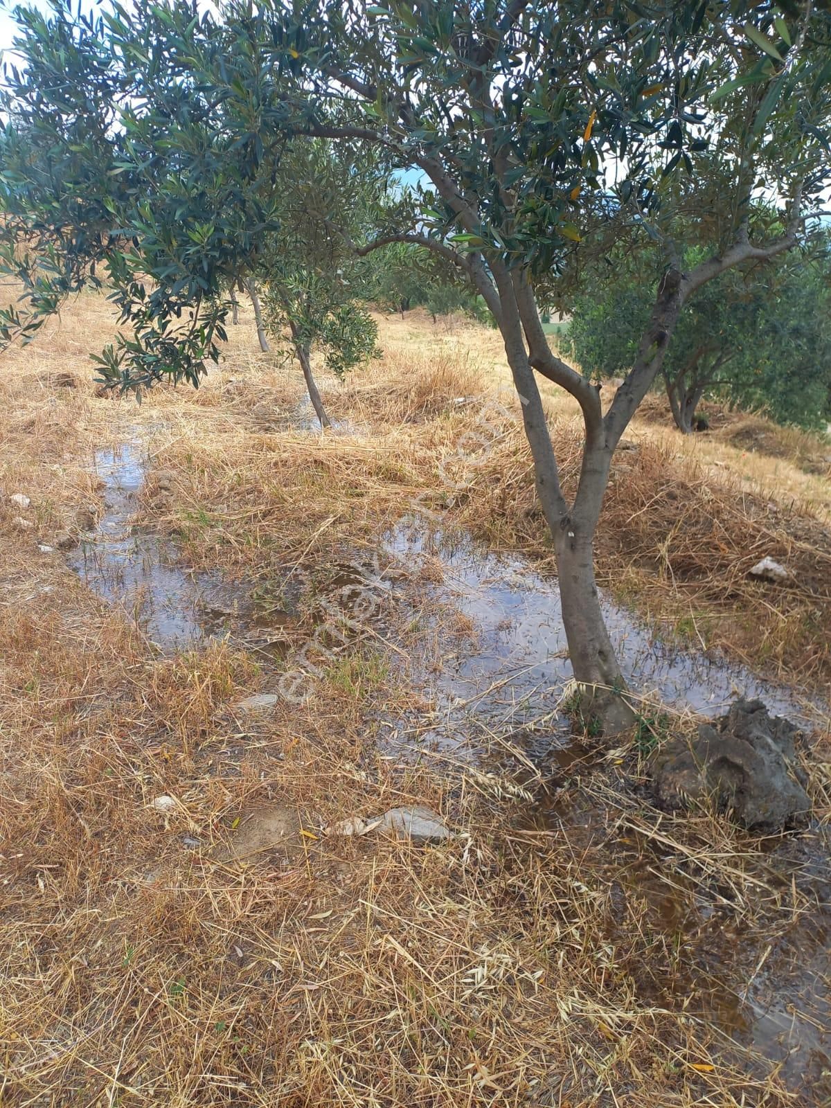 Nazilli Ege Emlak Ofisinden Kuyucak Yamalak Mah.satılık Zeytin Bahçesi - Görsel 11