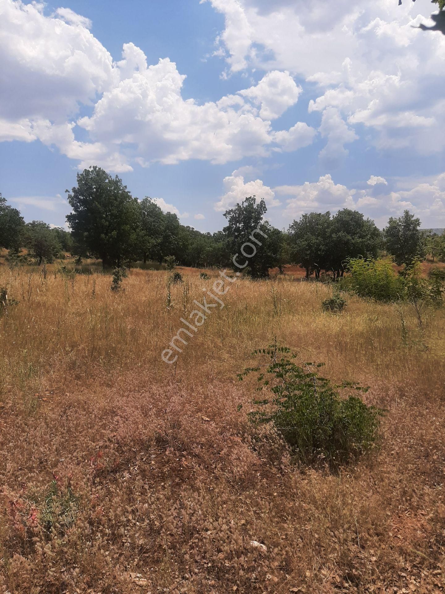 Denizli Bekilli Satılık Bağ & Bahçe Sahibinden Bağ Bahçe